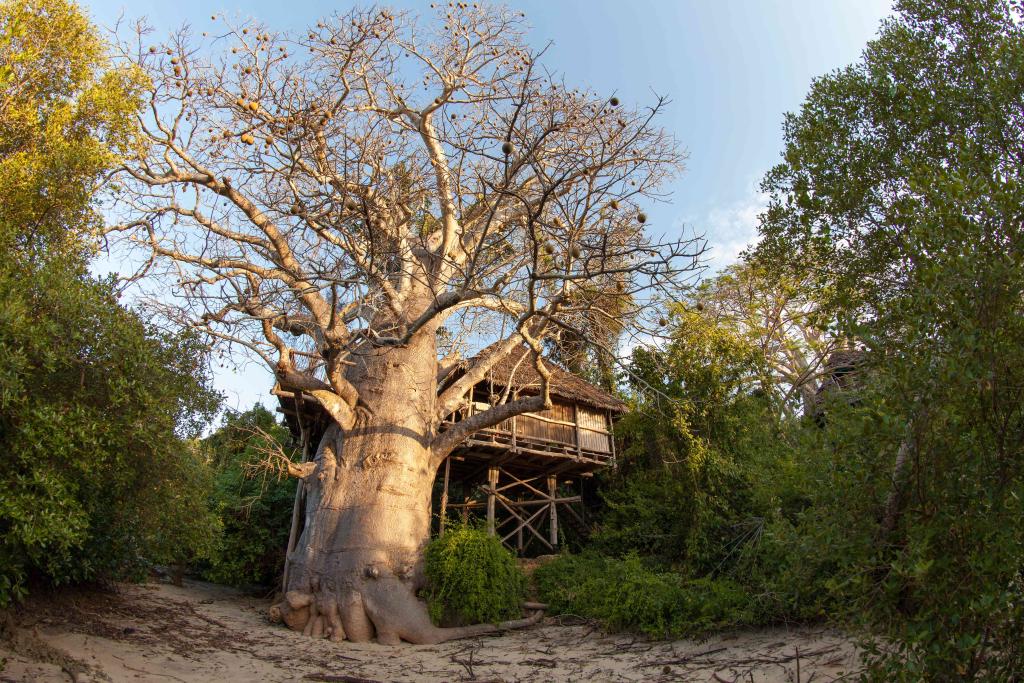 https://www.trackssafaris.co.uk/wp-content/uploads/2022/06/treehhouse-mbili.jpg