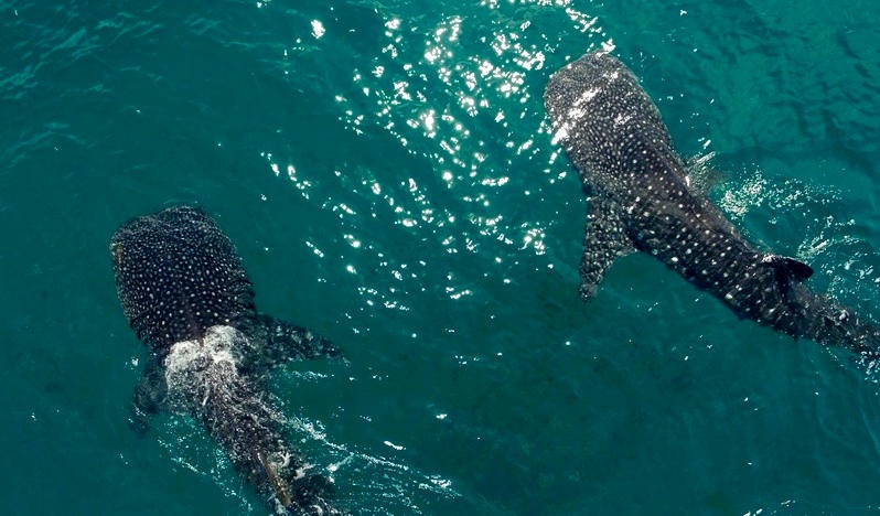 https://www.trackssafaris.co.uk/wp-content/uploads/2022/06/whalesharks-.jpg