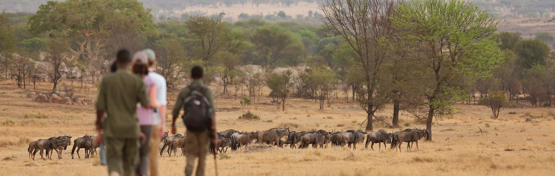 /wp-content/uploads/2022/07/12-sayari-camp-serengeti-walking-with-wildebeest.jpg