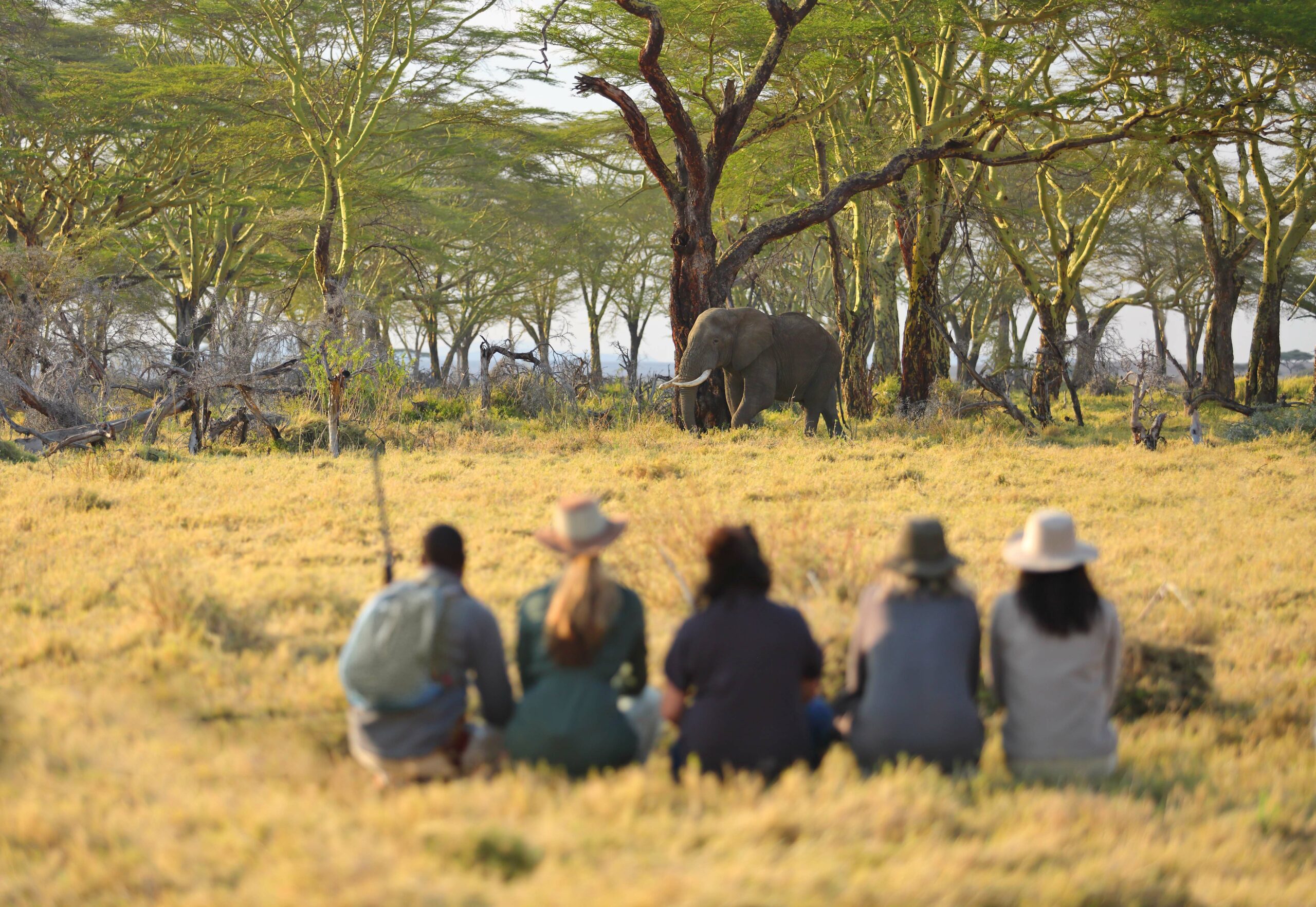 /wp-content/uploads/2022/07/14-namiri-plains-walking-with-elephant-scaled.jpg