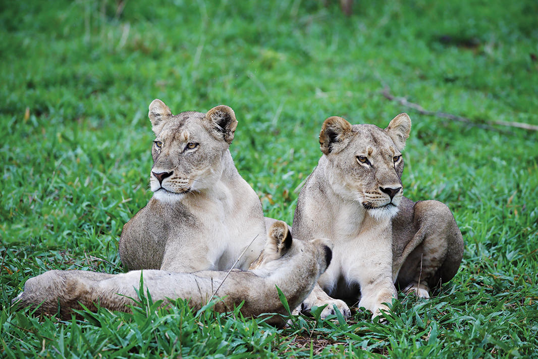 https://www.trackssafaris.co.uk/wp-content/uploads/2022/07/1__matetsi_lion21.jpg