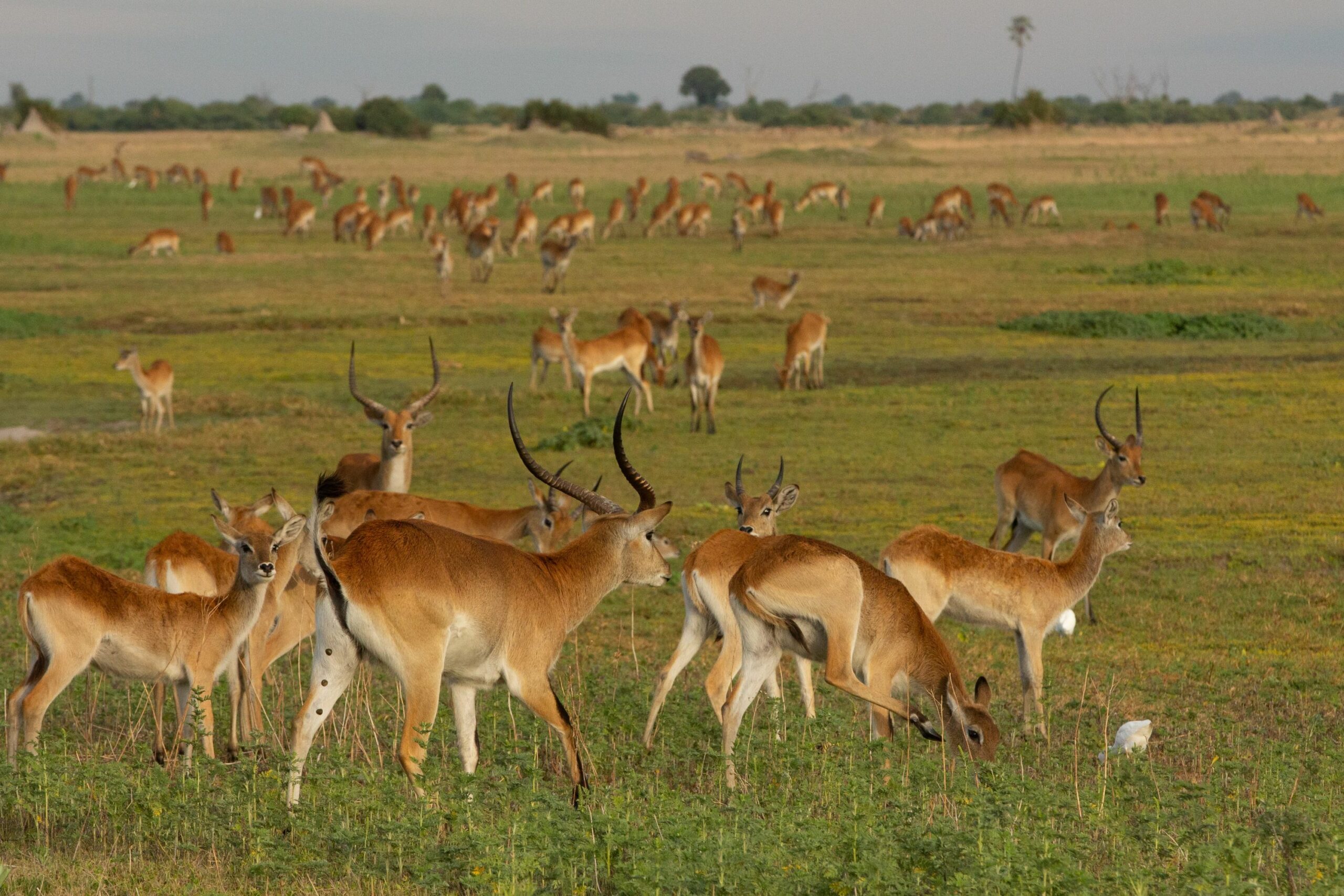 https://www.trackssafaris.co.uk/wp-content/uploads/2022/07/2018-12_duba_plains_camp_aw-25-scaled.jpg