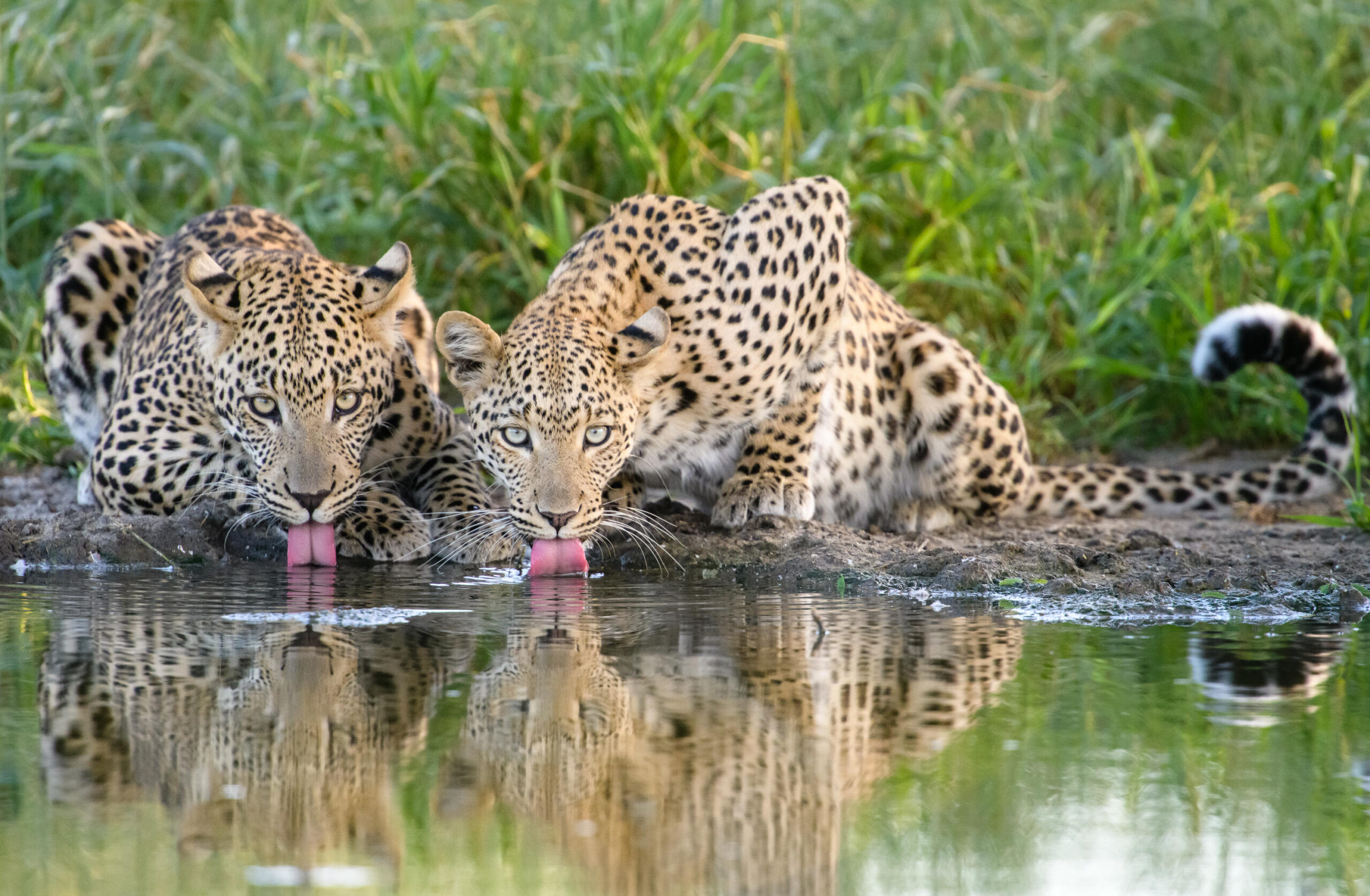 12 night Botswana Adventure and Okavango Walking Safari