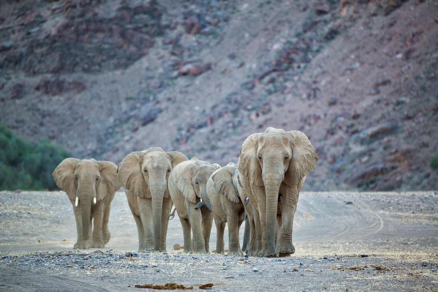 Wildlife-Elephants