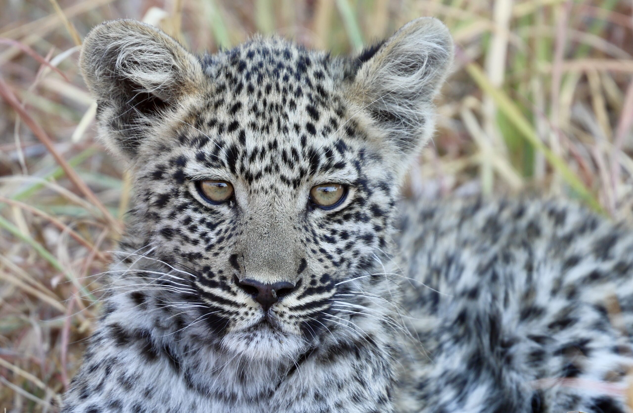 11 Night Okavango Kayaking and Tented Camp Safari