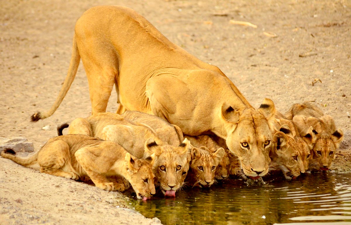 Botswana – Footsteps In Africa