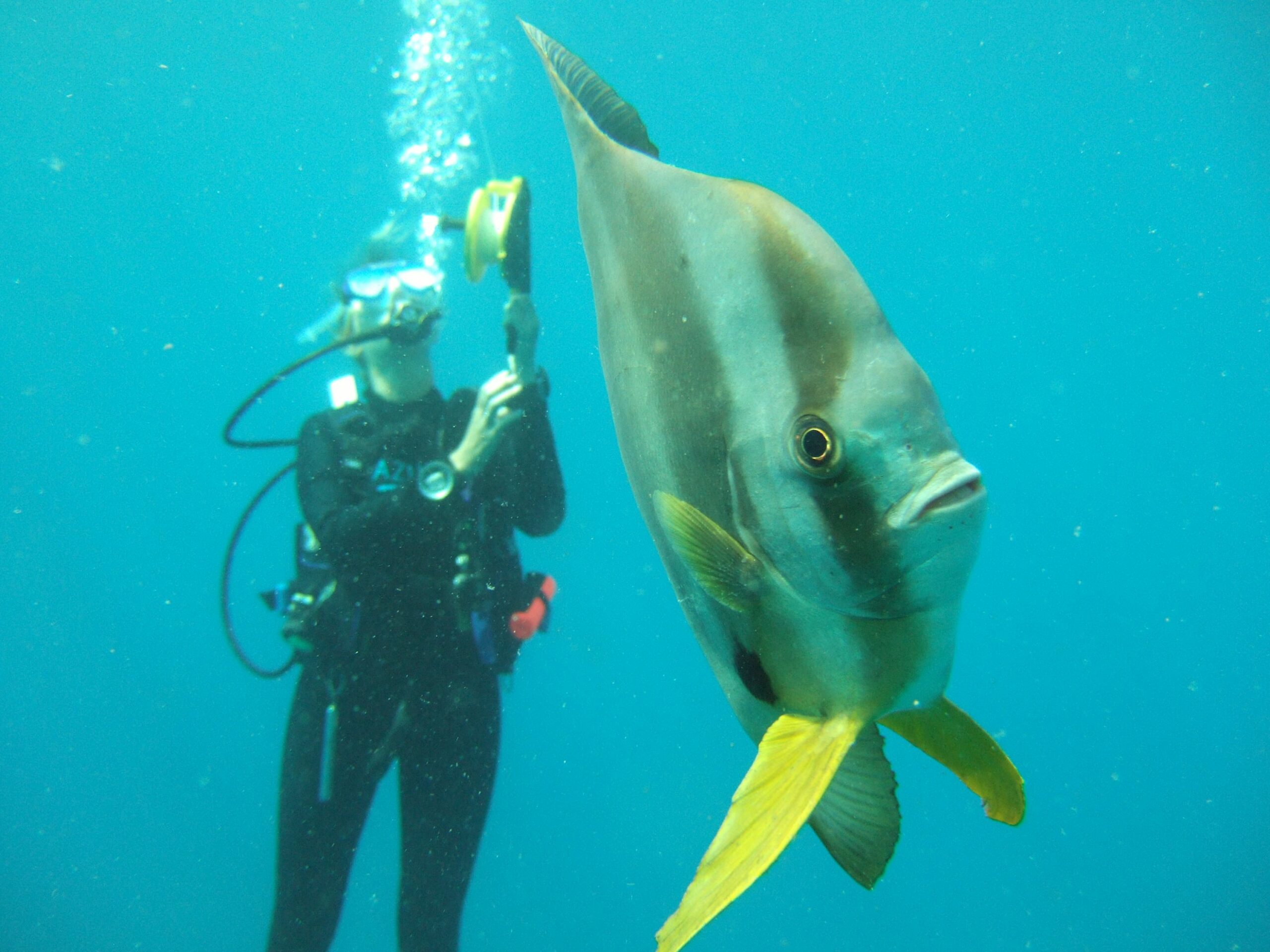 /wp-content/uploads/2022/07/AZURA-BENGUERRA-interesting-marine-species-copy-2-scaled.jpg