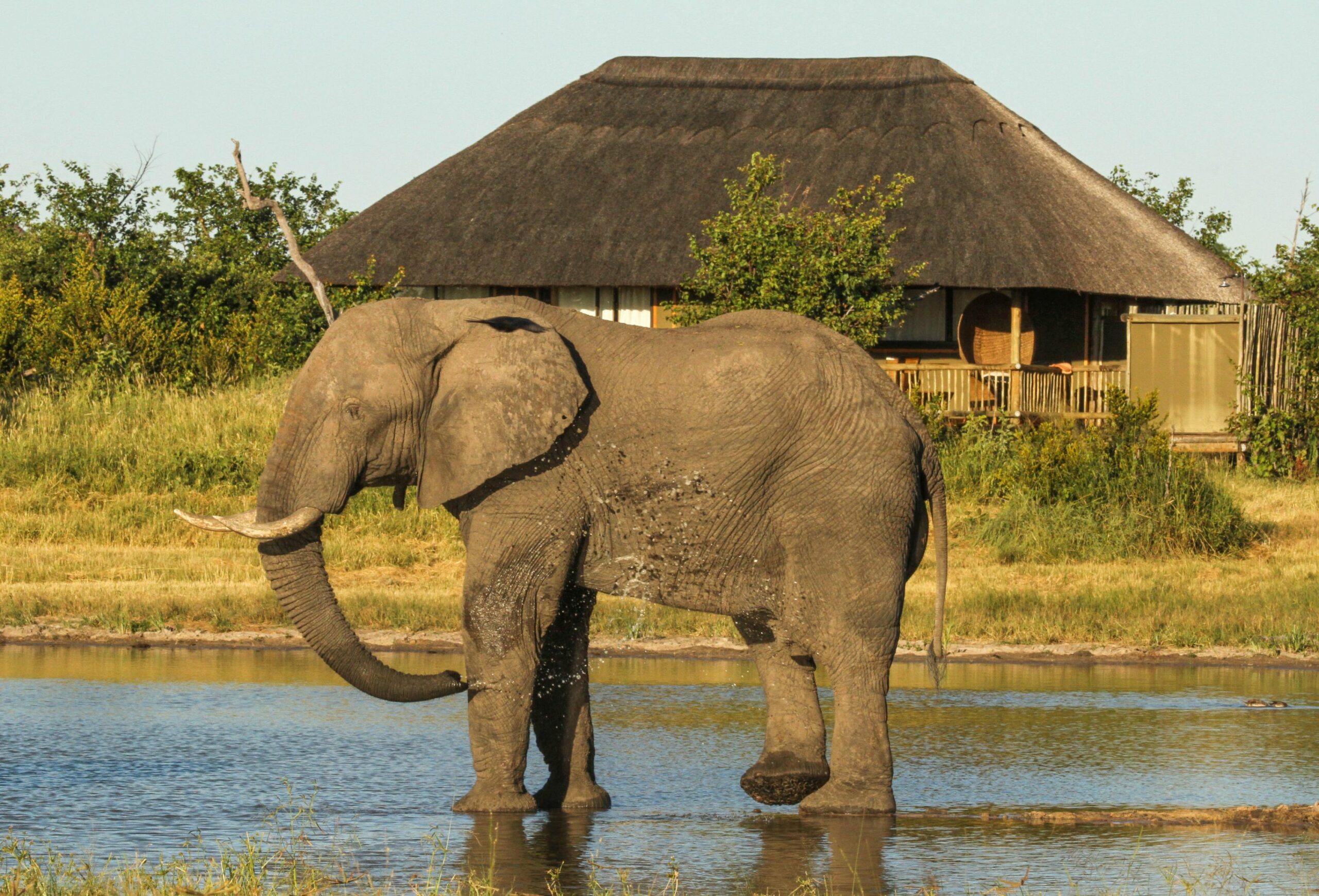 https://www.trackssafaris.co.uk/wp-content/uploads/2022/07/All-rooms-have-views-of-the-lodge-waterhole-scaled.jpg