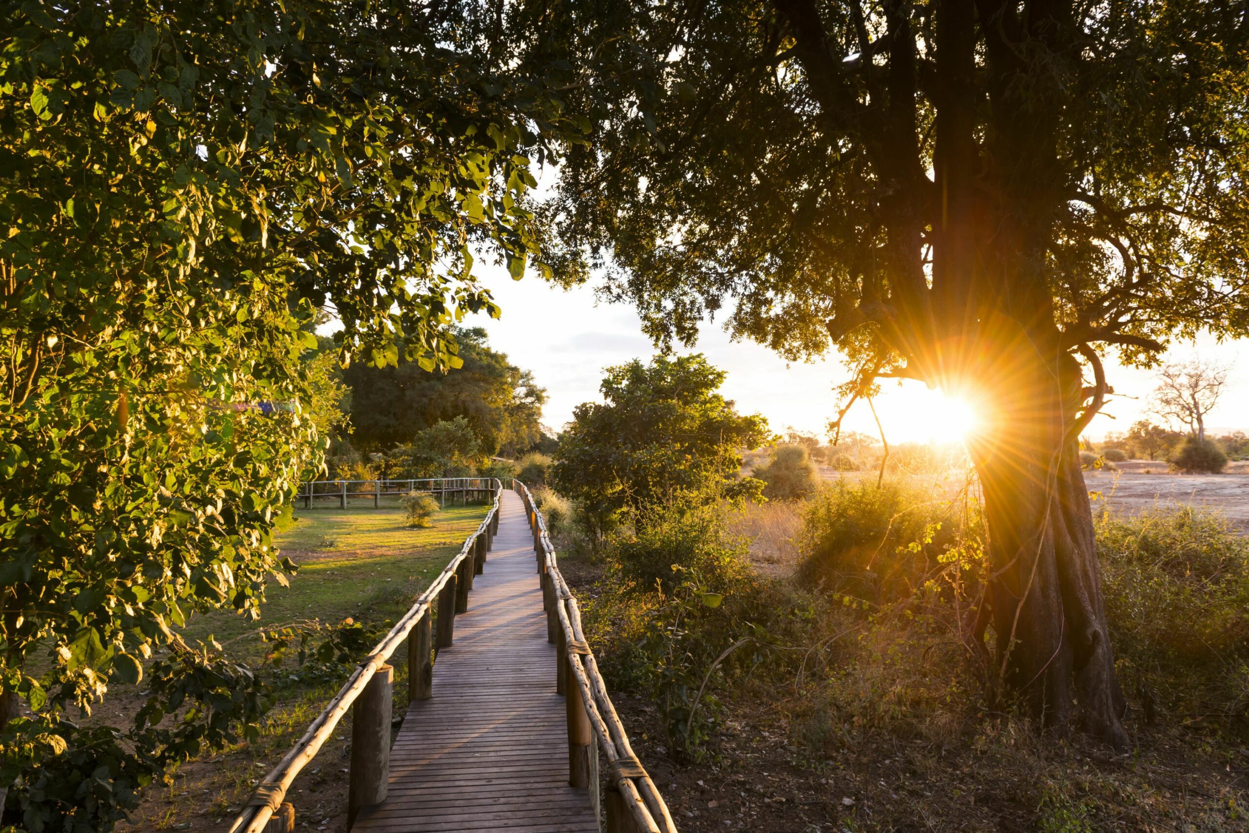 https://www.trackssafaris.co.uk/wp-content/uploads/2022/07/Amanzi-Walkway-scaled.jpg