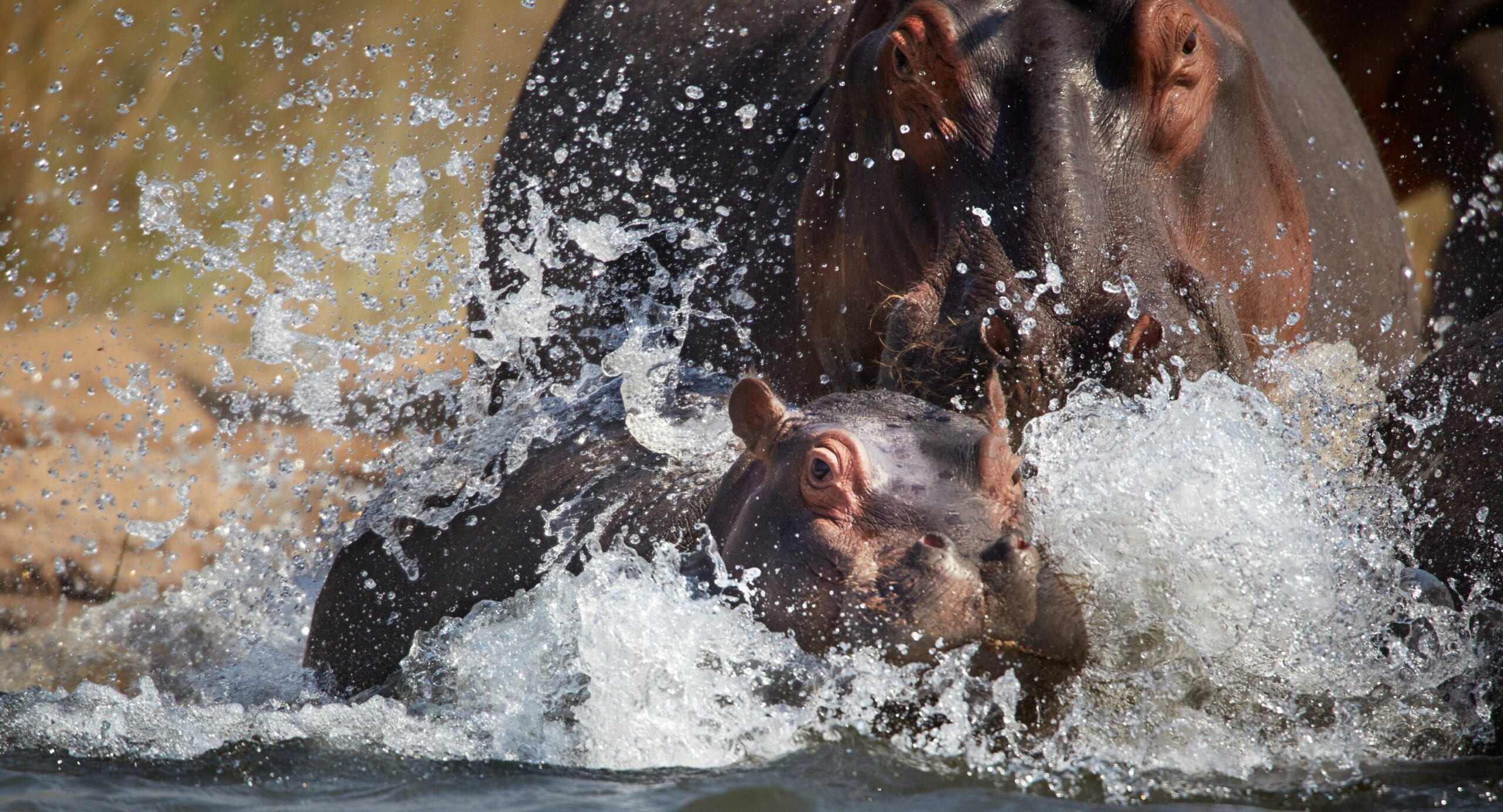 https://www.trackssafaris.co.uk/wp-content/uploads/2022/07/BABY-HIPPO-scaled.jpg