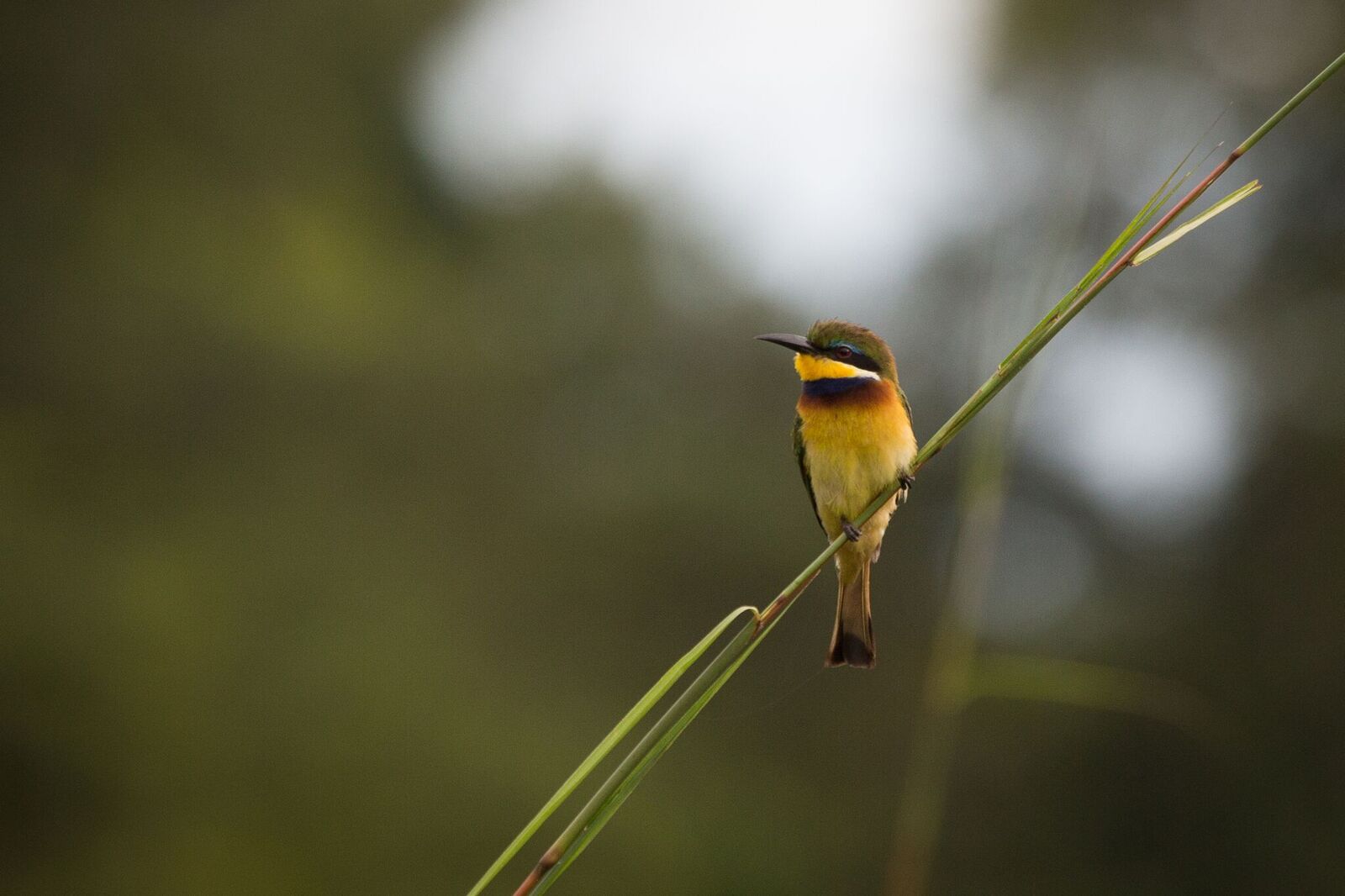 /wp-content/uploads/2022/07/BIRD1-1.jpg