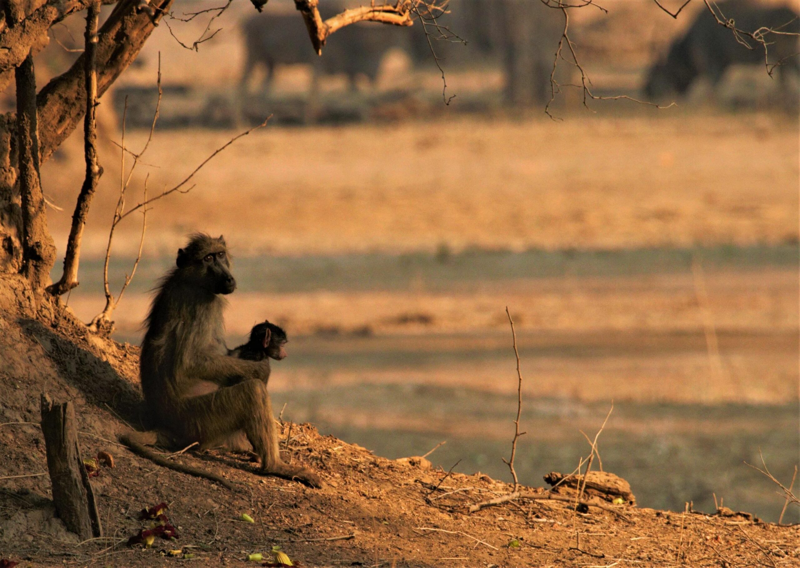 https://www.trackssafaris.co.uk/wp-content/uploads/2022/07/Baboon-scaled.jpg
