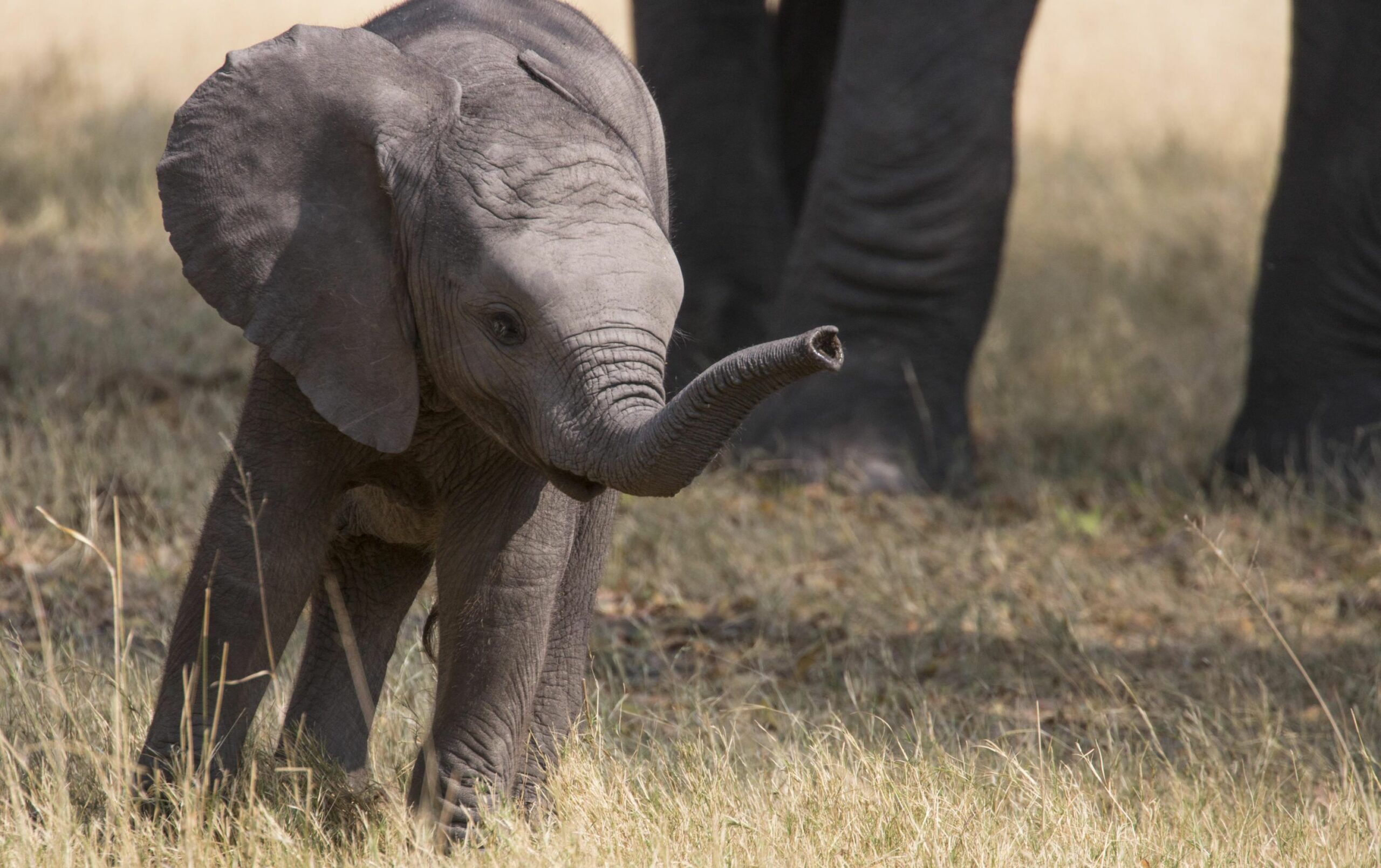 https://www.trackssafaris.co.uk/wp-content/uploads/2022/07/Baby-Elephant-near-Duba-Explorers-Camp-scaled.jpg