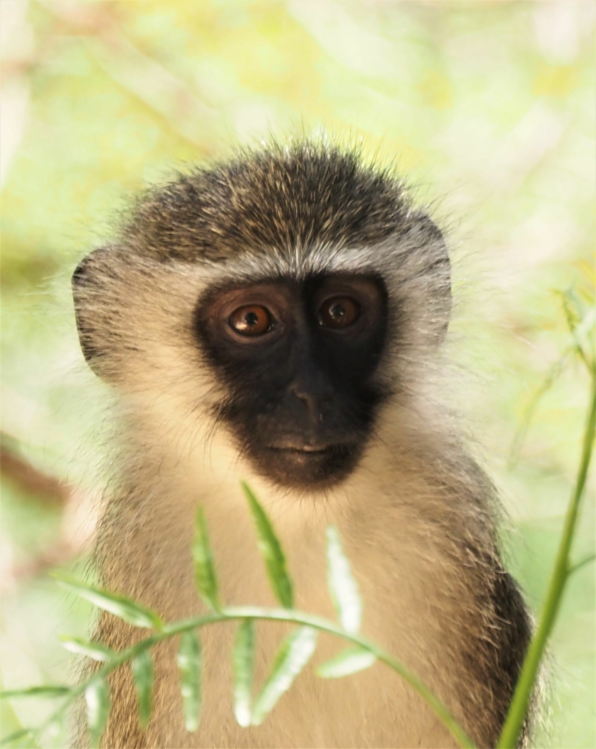 /wp-content/uploads/2022/07/Baby-Vervet-Monley-scaled.jpg