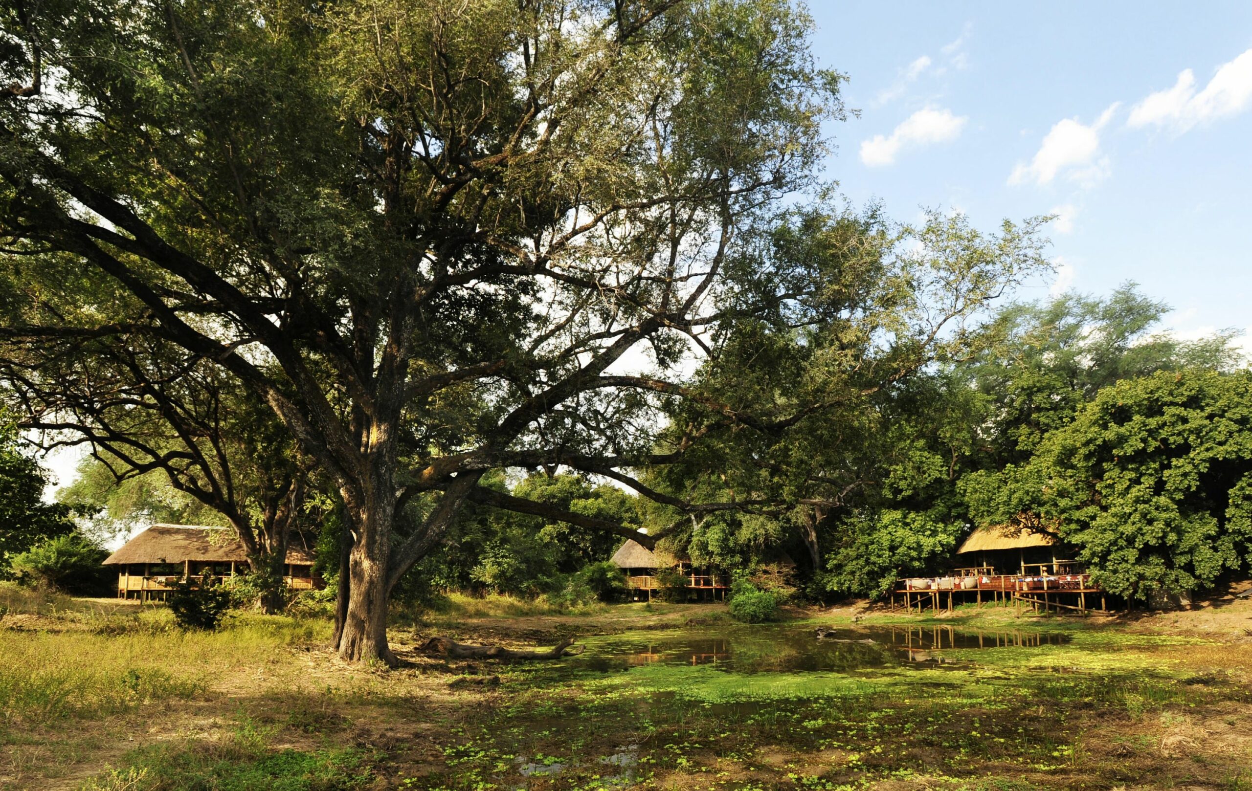 https://www.trackssafaris.co.uk/wp-content/uploads/2022/07/Bilimungwe_2-scaled.jpg