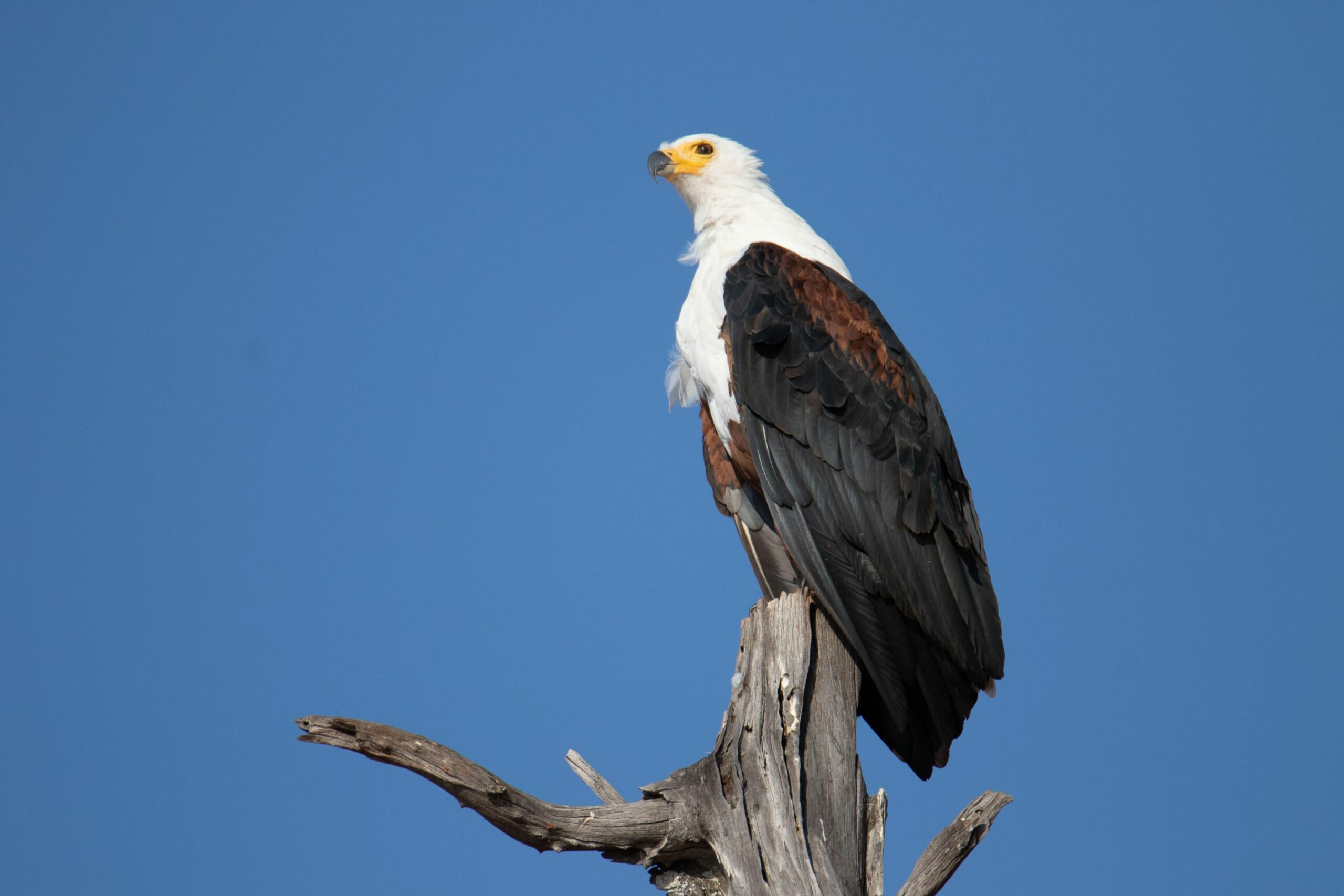 https://www.trackssafaris.co.uk/wp-content/uploads/2022/07/Bumi-Hills-Safari-Lodge_13-scaled.jpg