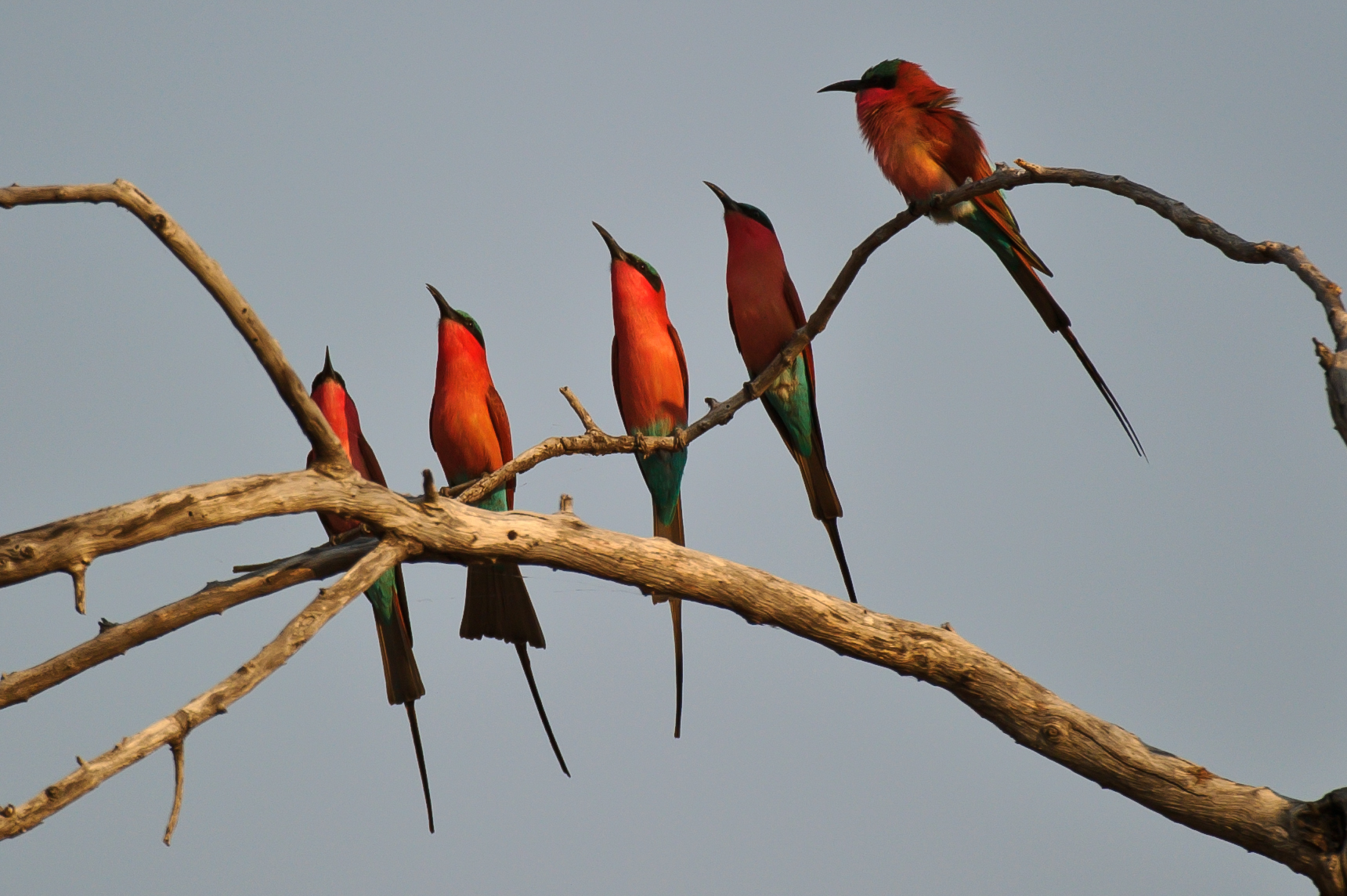 https://www.trackssafaris.co.uk/wp-content/uploads/2022/07/CARMINE-BEE-EATERS.jpg
