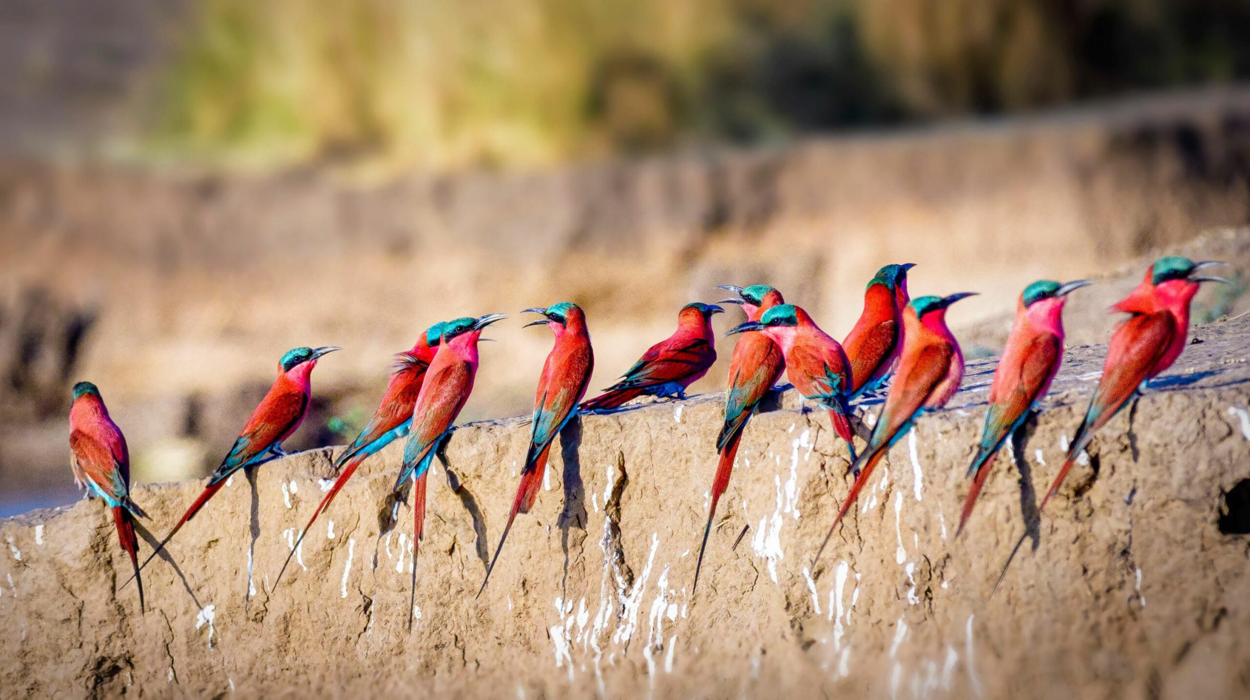https://www.trackssafaris.co.uk/wp-content/uploads/2022/07/Carmine-Bee-Eaters-1-scaled.jpg