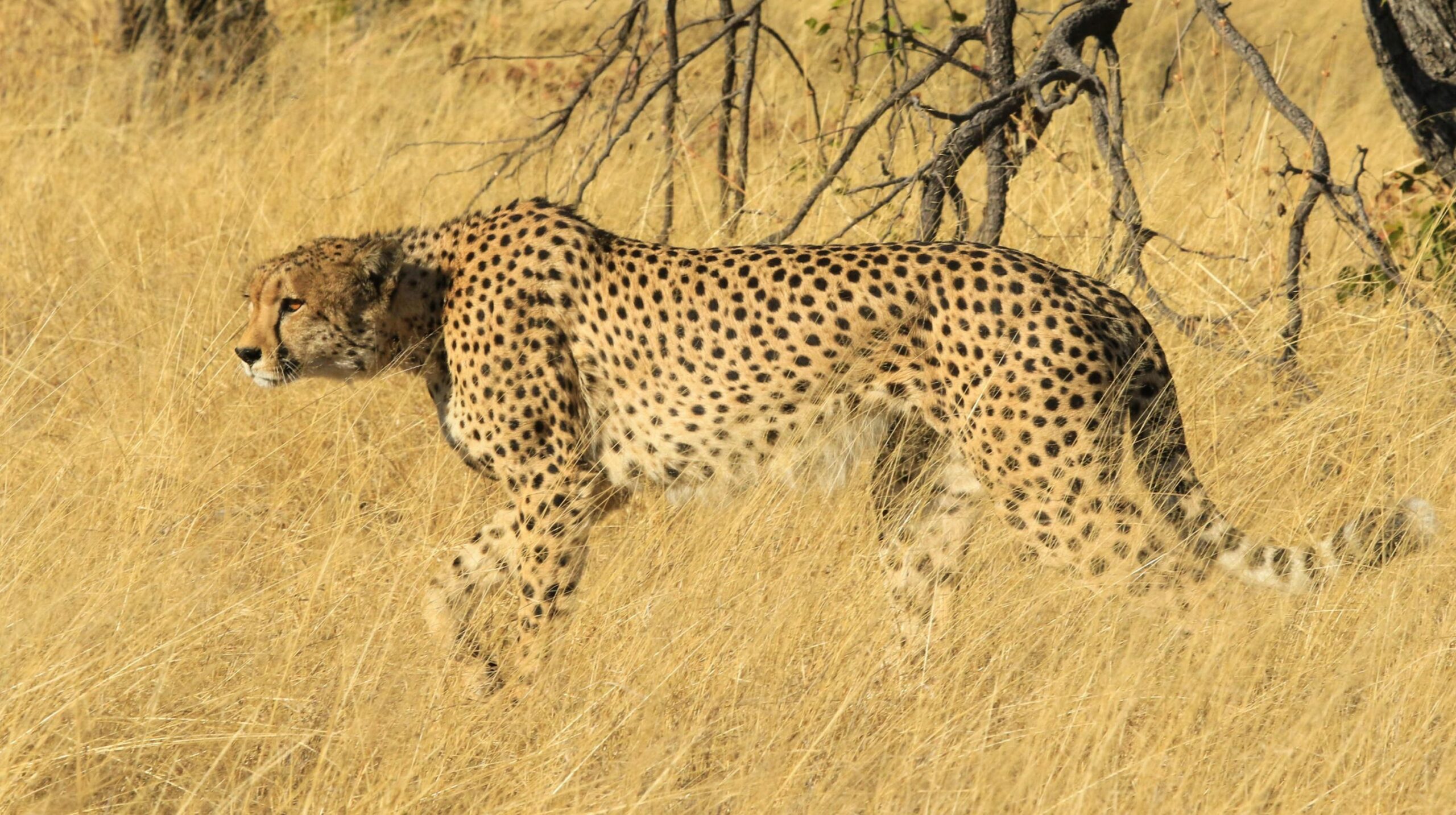 https://www.trackssafaris.co.uk/wp-content/uploads/2022/07/Cheetah1-scaled.jpg