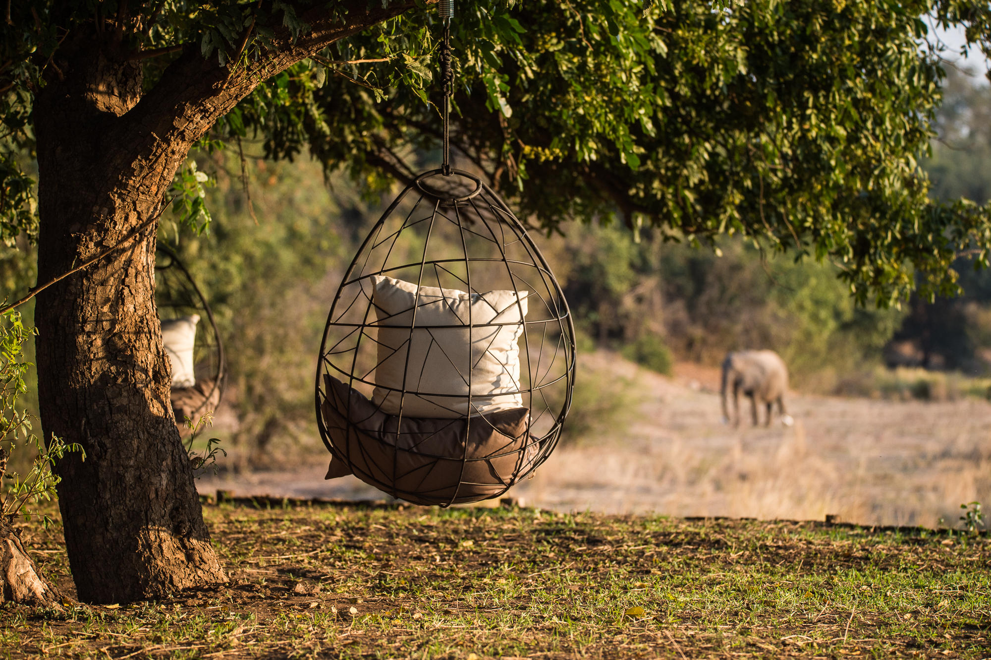 https://www.trackssafaris.co.uk/wp-content/uploads/2022/07/Chikwenya_8.jpg