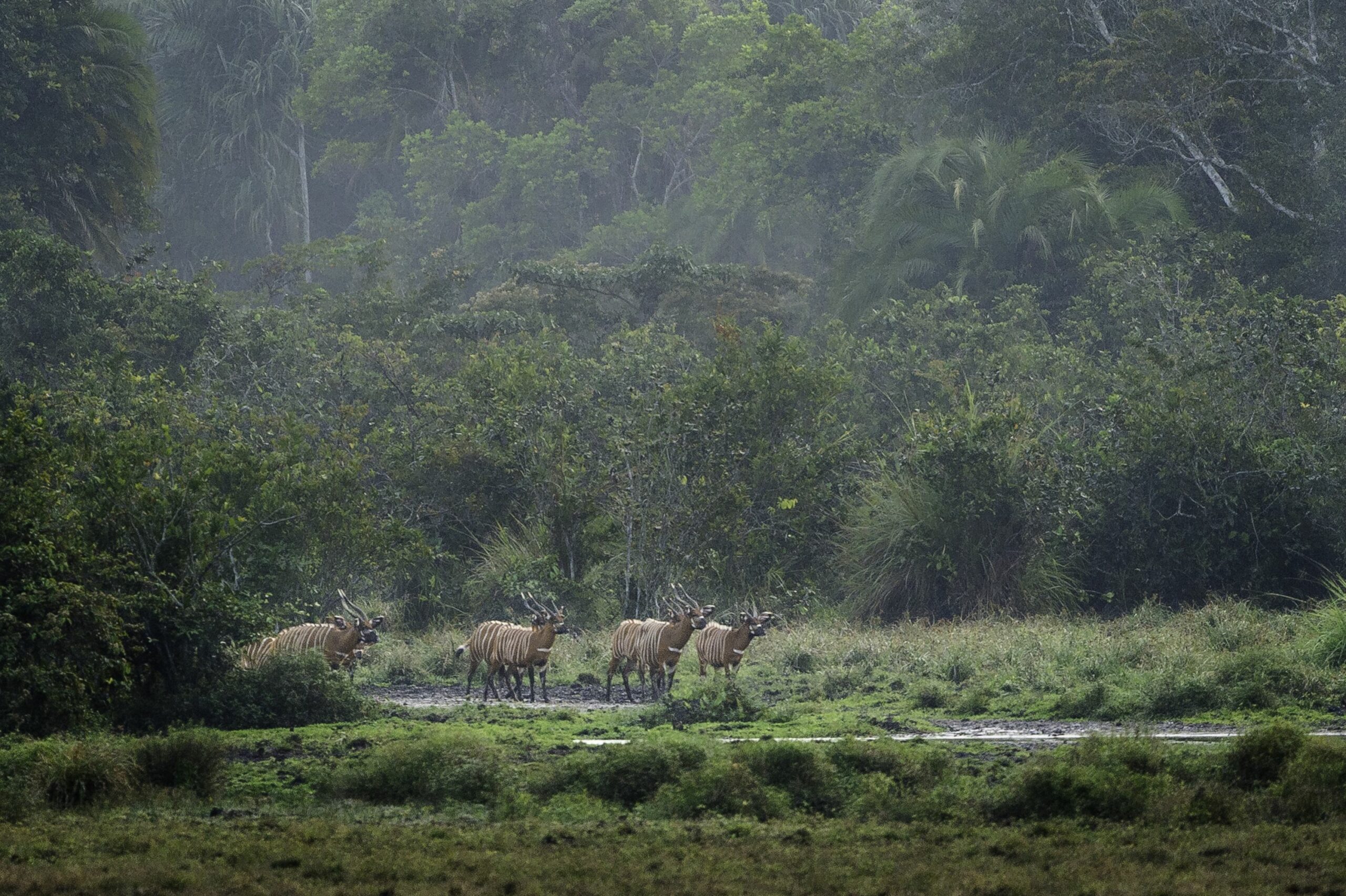 /wp-content/uploads/2022/07/Congo-HIGH-RES-scaled.jpg