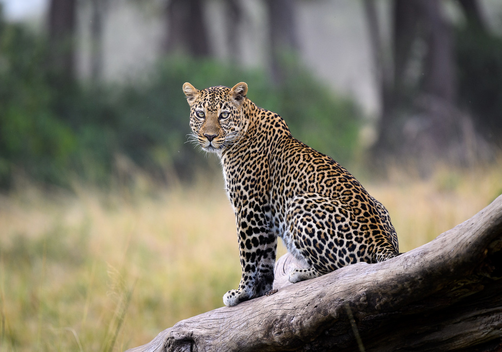 /wp-content/uploads/2022/07/Copy-of-Copy-of-Masai-Mara-2016-07-153e.jpg