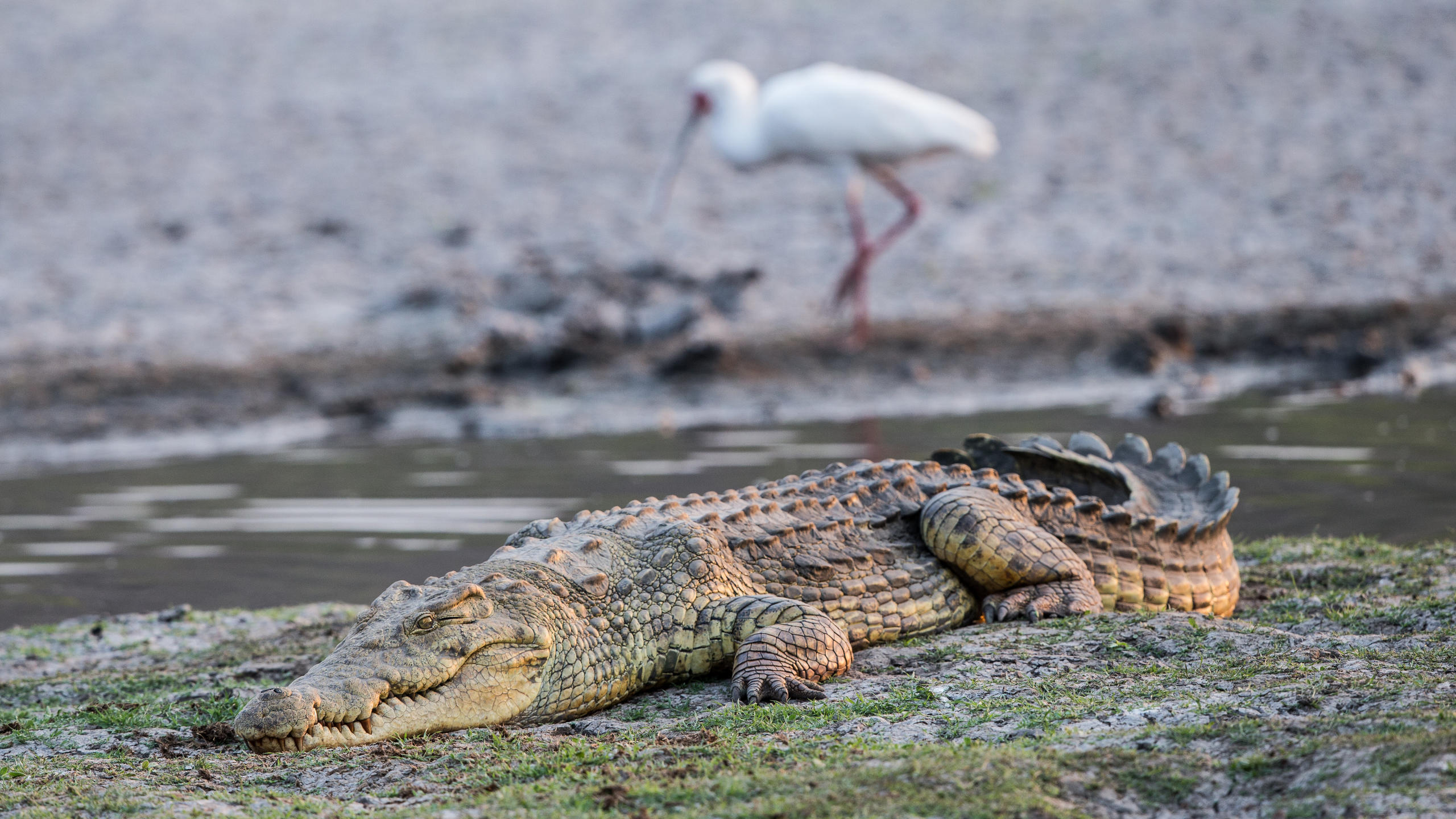 /wp-content/uploads/2022/07/Crocodile-.jpg