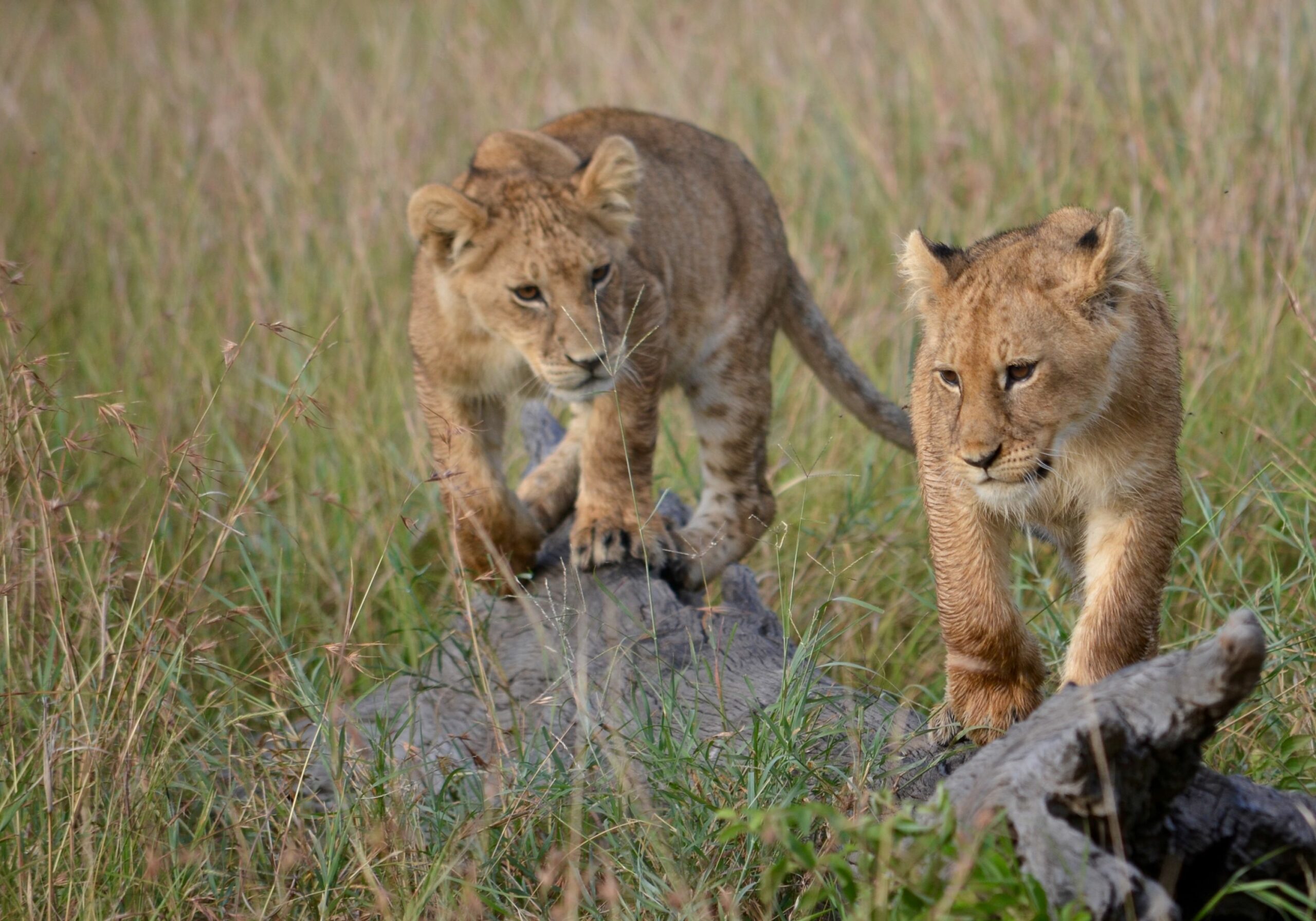 https://www.trackssafaris.co.uk/wp-content/uploads/2022/07/DSC_2225-scaled.jpg