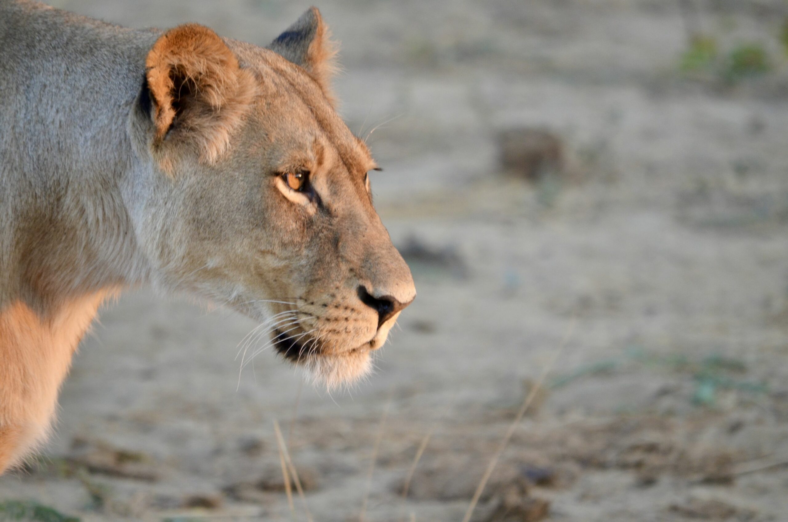 https://www.trackssafaris.co.uk/wp-content/uploads/2022/07/DSC_2671-scaled.jpeg