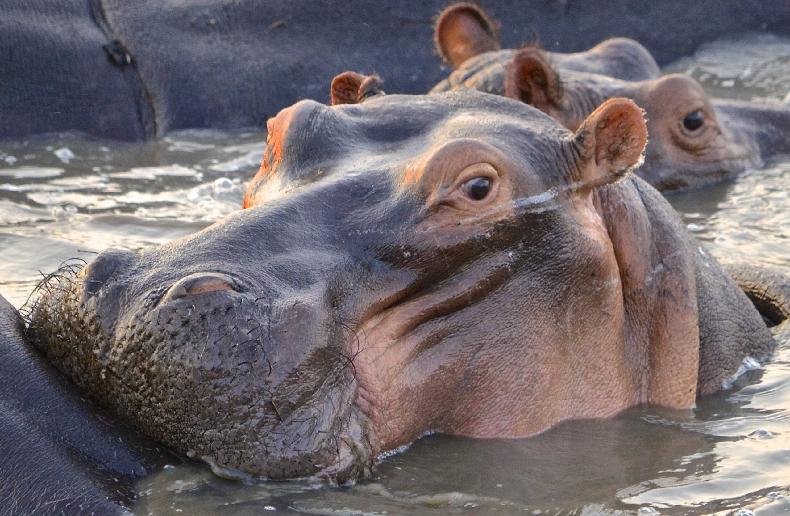 https://www.trackssafaris.co.uk/wp-content/uploads/2022/07/DSC_26721-scaled.jpg