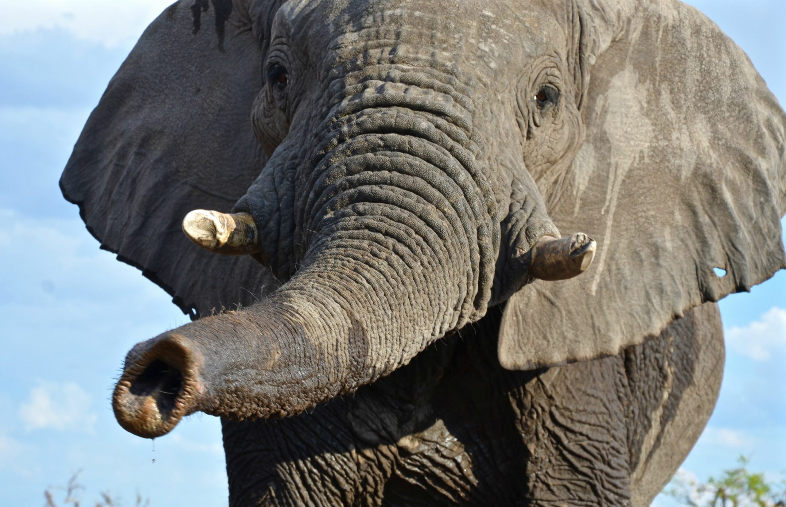 https://www.trackssafaris.co.uk/wp-content/uploads/2022/07/DSC_42281-1-scaled.jpg