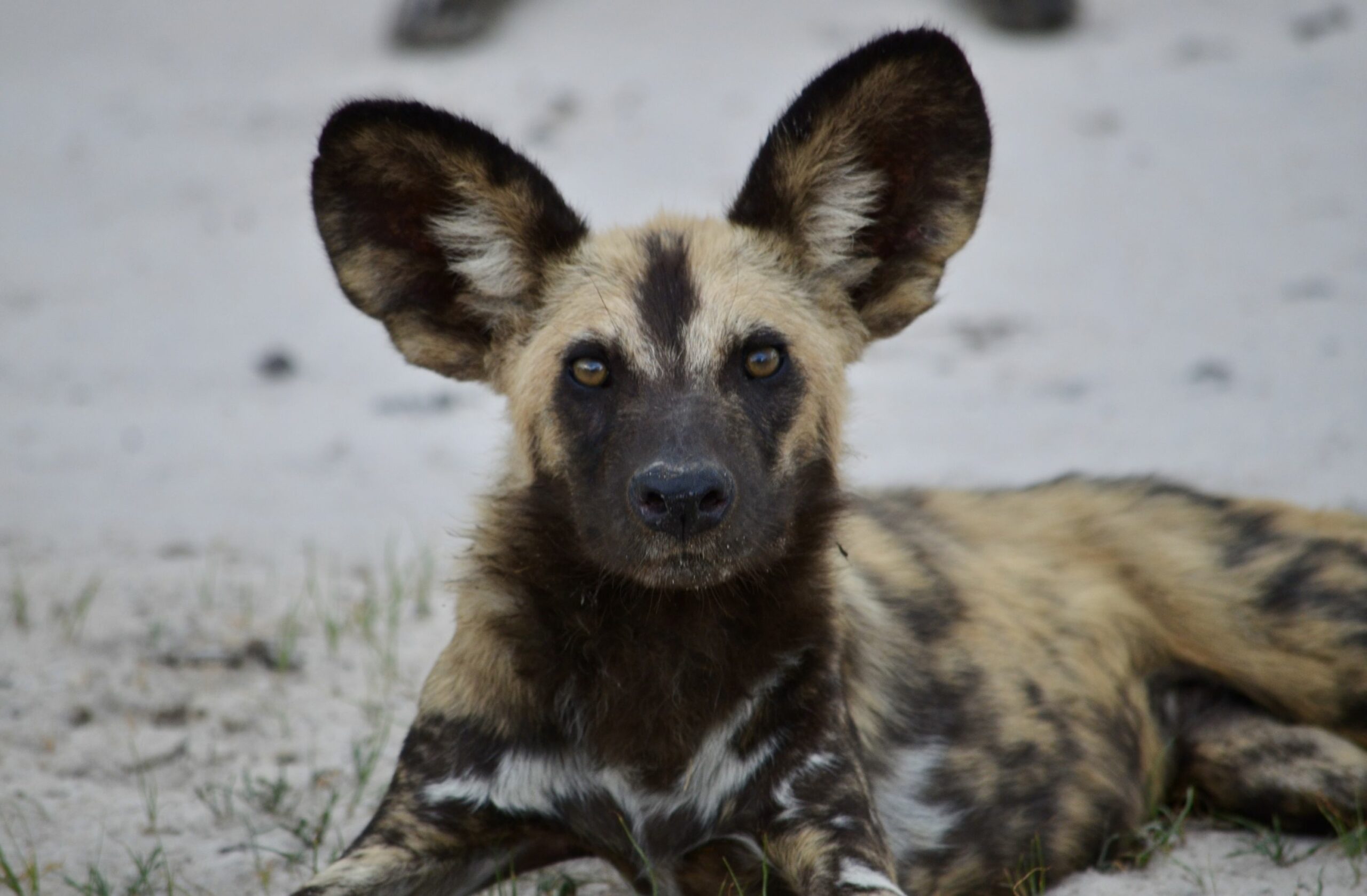 https://www.trackssafaris.co.uk/wp-content/uploads/2022/07/DSC_7022-scaled.jpeg