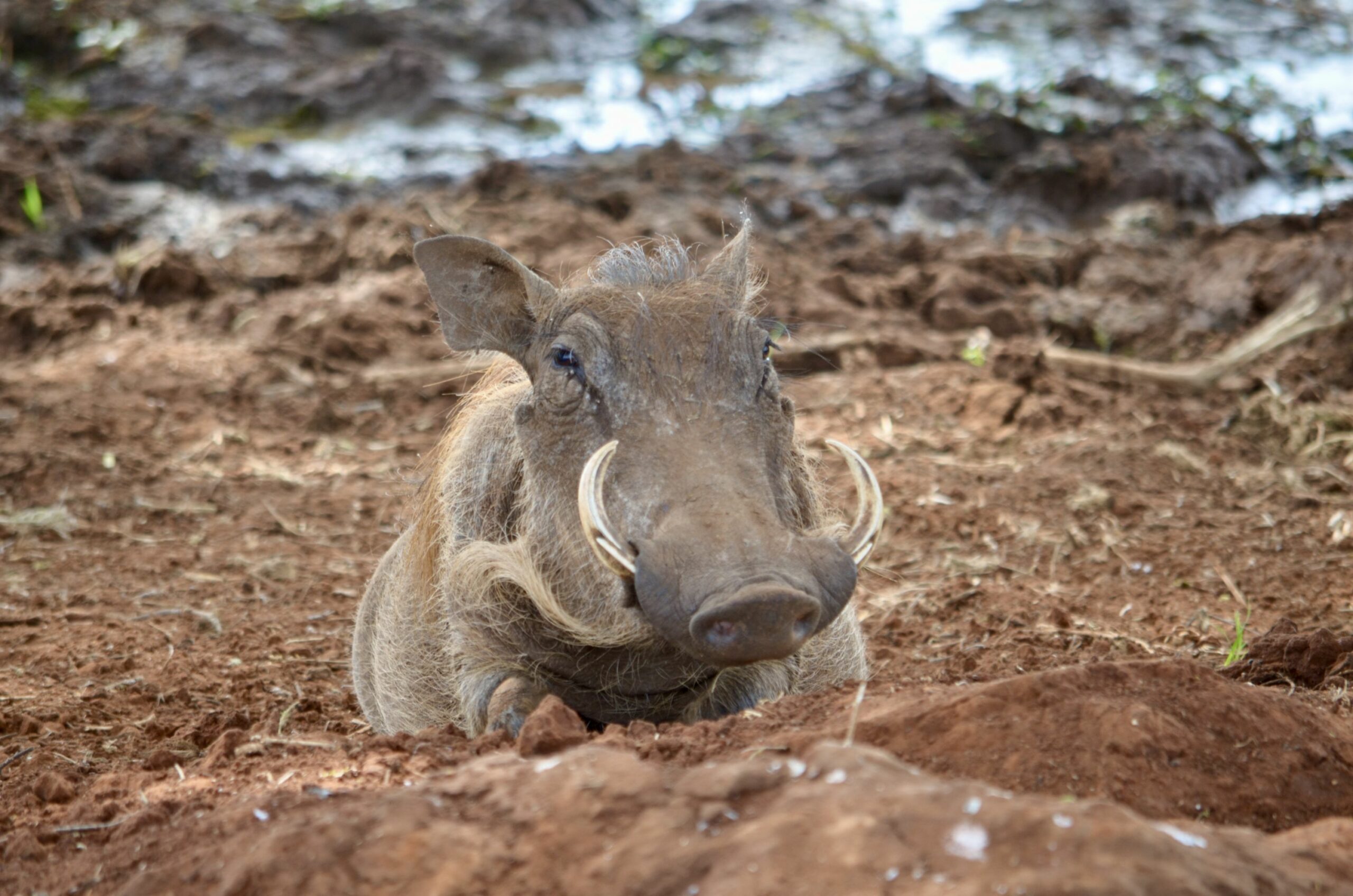 https://www.trackssafaris.co.uk/wp-content/uploads/2022/07/DSC_7705-scaled.jpeg