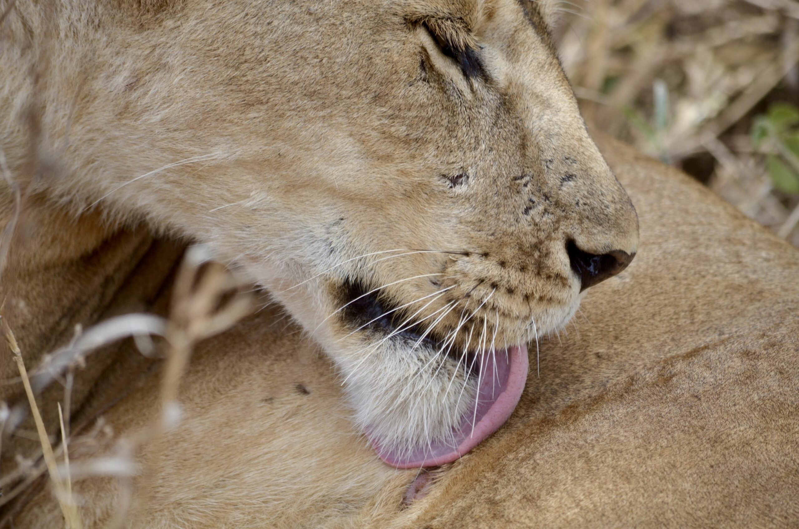 https://www.trackssafaris.co.uk/wp-content/uploads/2022/07/DSC_7713-scaled.jpeg