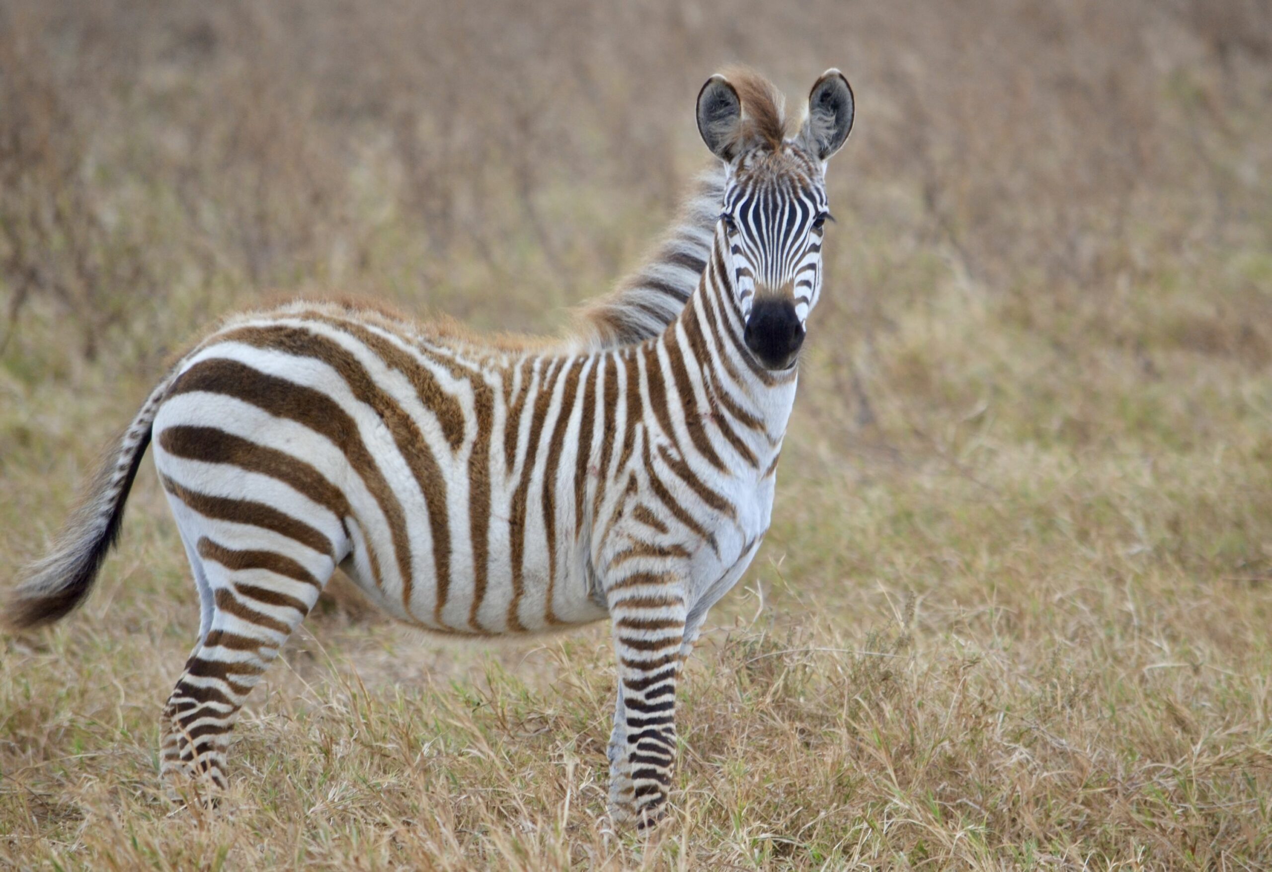 https://www.trackssafaris.co.uk/wp-content/uploads/2022/07/DSC_7789-scaled.jpeg