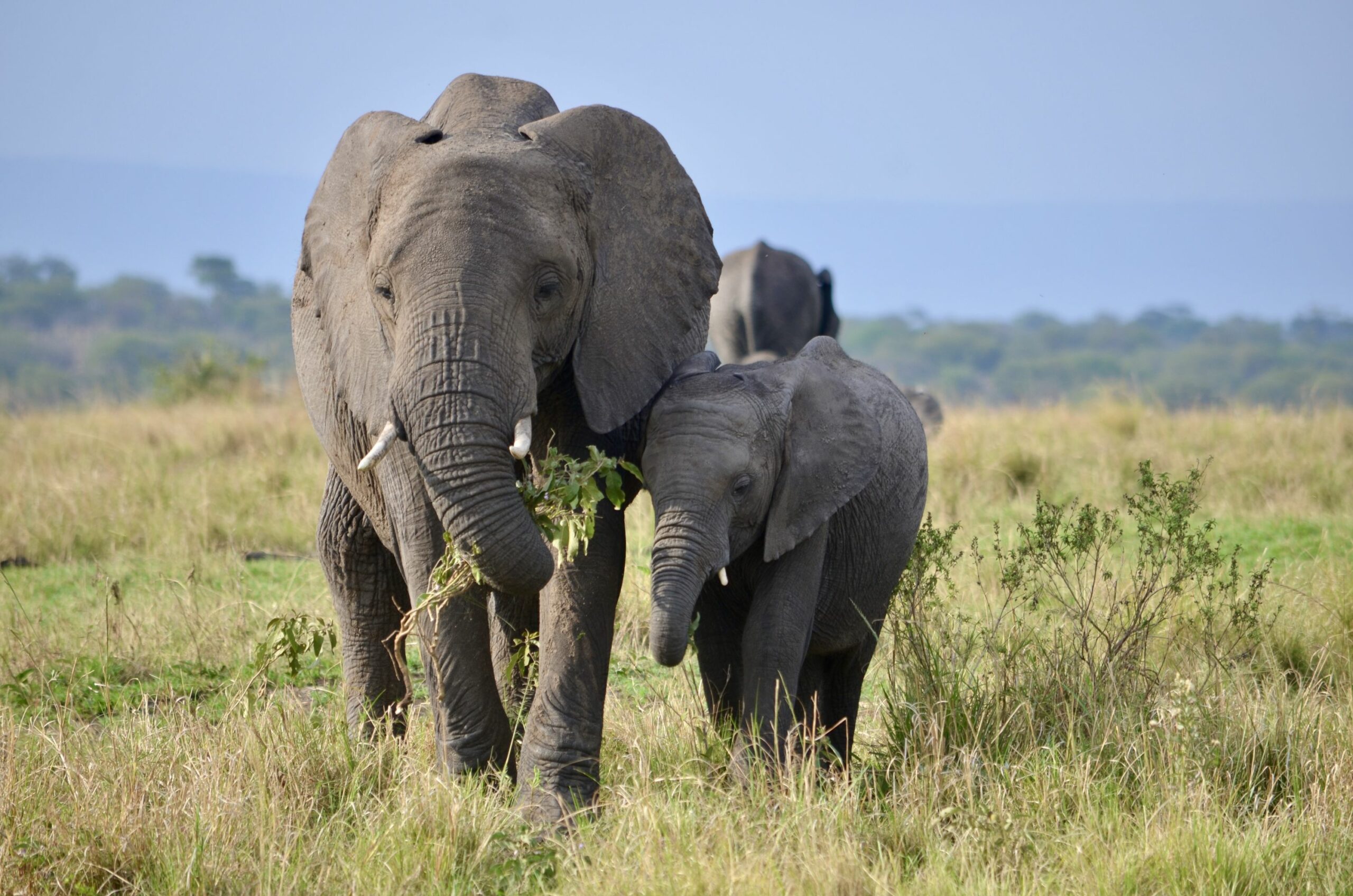 https://www.trackssafaris.co.uk/wp-content/uploads/2022/07/DSC_8340-scaled.jpeg