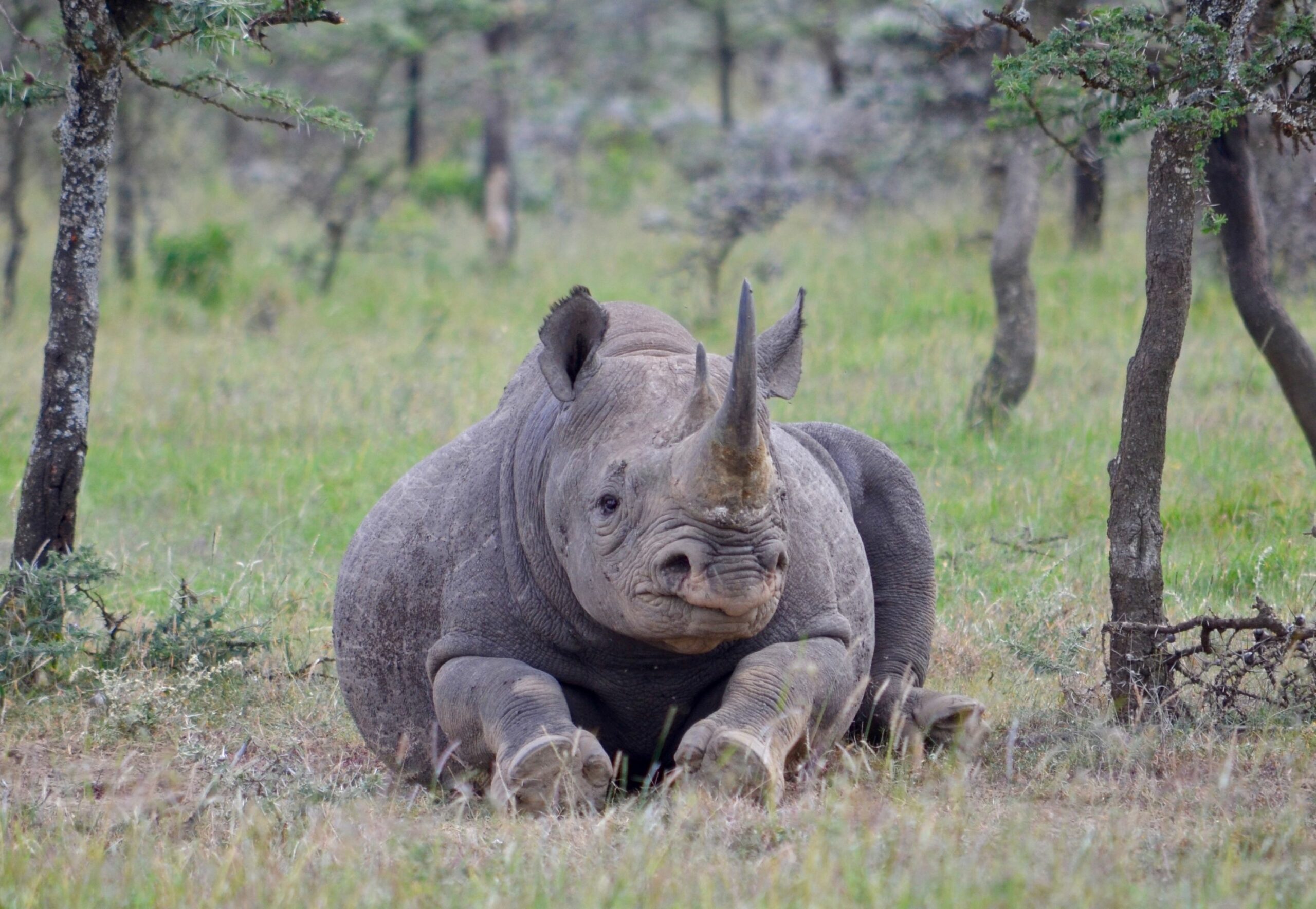 https://www.trackssafaris.co.uk/wp-content/uploads/2022/07/DSC_95161-scaled.jpg