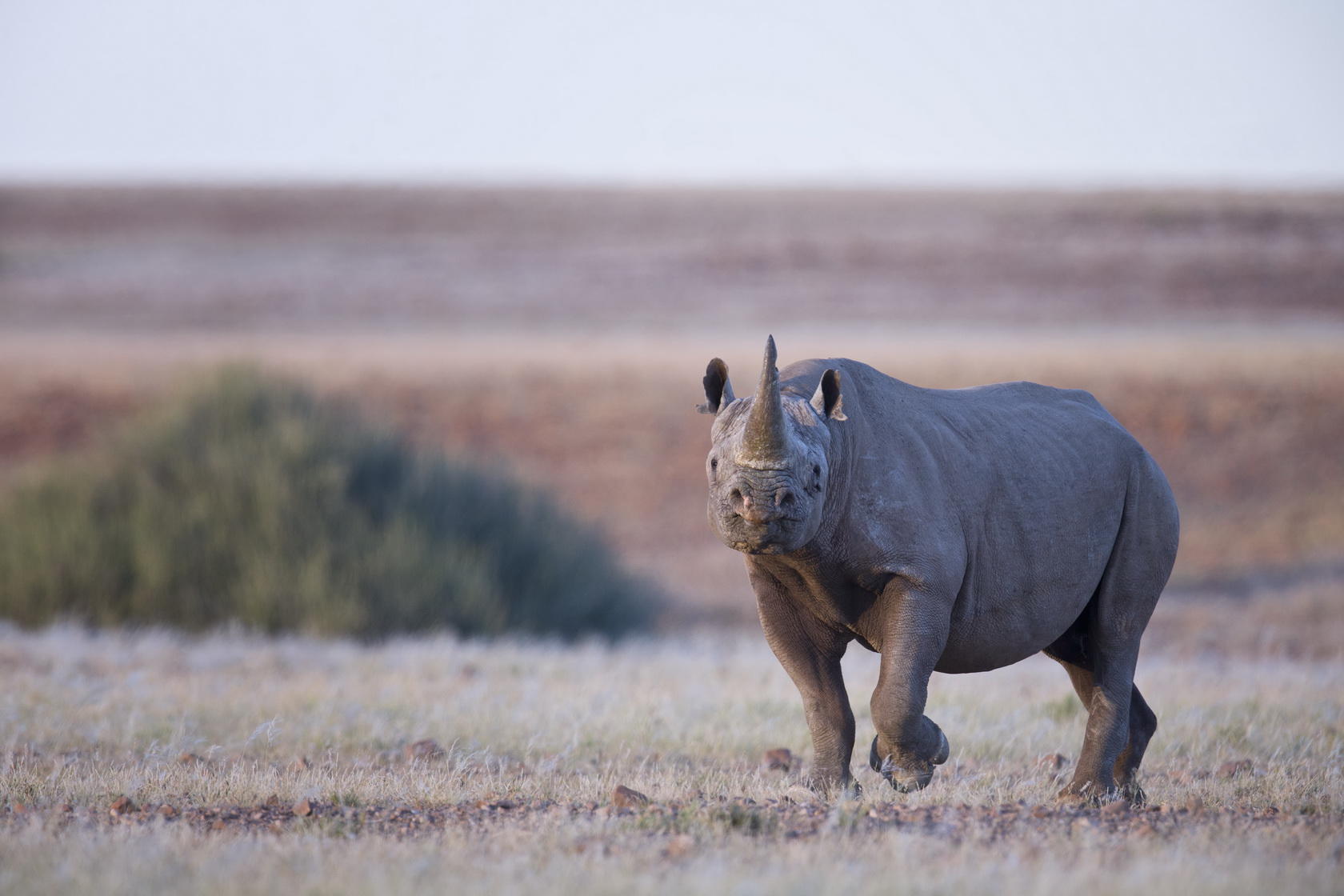 https://www.trackssafaris.co.uk/wp-content/uploads/2022/07/Desert-Rhino-Camp.jpg