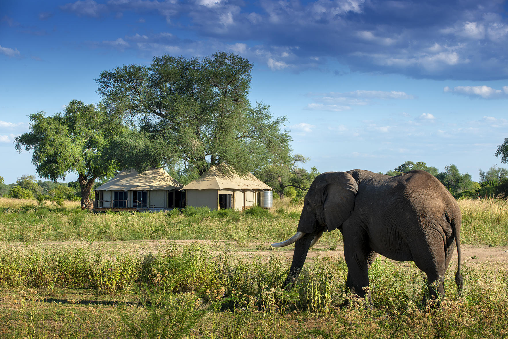 https://www.trackssafaris.co.uk/wp-content/uploads/2022/07/ELE-AND-CAMP.jpg