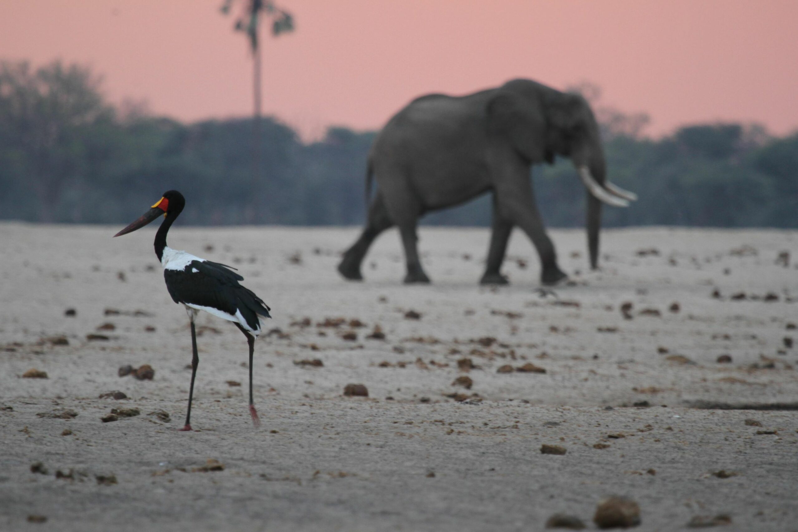 https://www.trackssafaris.co.uk/wp-content/uploads/2022/07/Elephant-and-saddlebill-stork-scaled.jpg