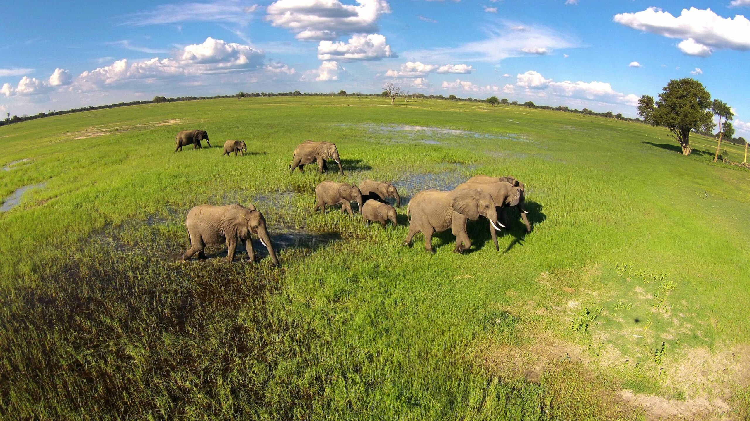 https://www.trackssafaris.co.uk/wp-content/uploads/2022/07/Elephant-herd-in-the-green-season-scaled.jpg