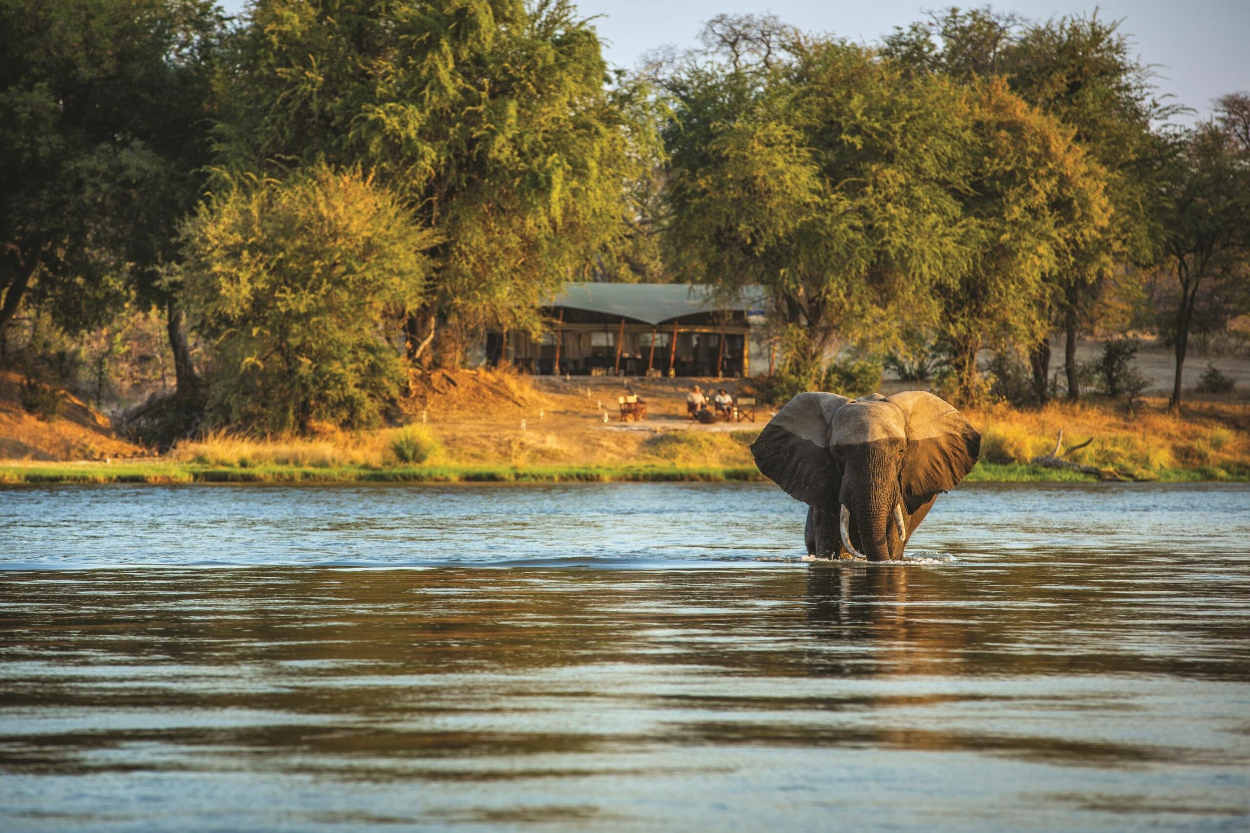 https://www.trackssafaris.co.uk/wp-content/uploads/2022/07/Elephant-in-Front-of-Sapi-Explorers-Camp-scaled.jpg