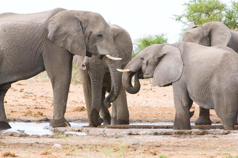 Elephant0