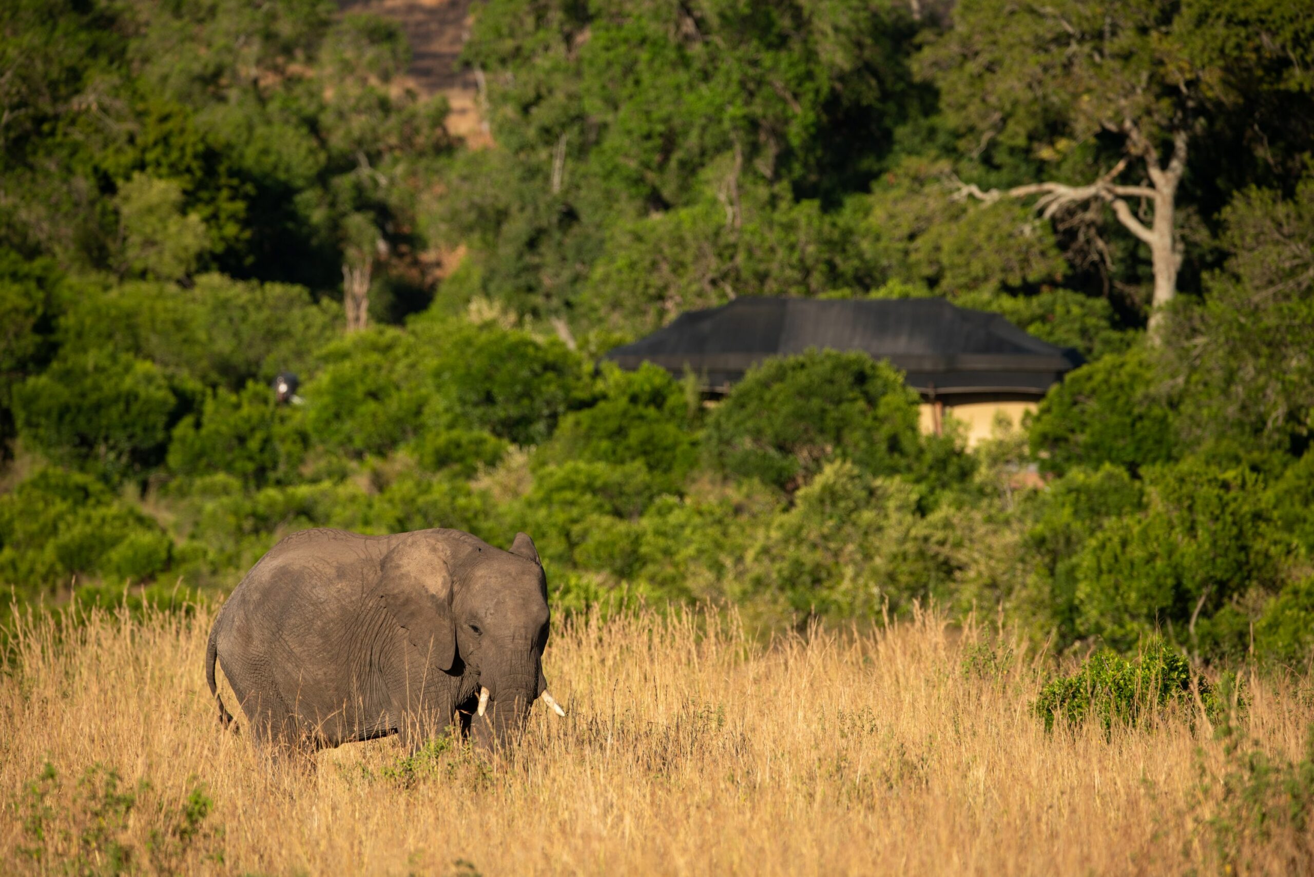 /wp-content/uploads/2022/07/Elewana-Sand-River-Masai-Mara-accommodation-exterior-view-of-tents-copy-scaled.jpg