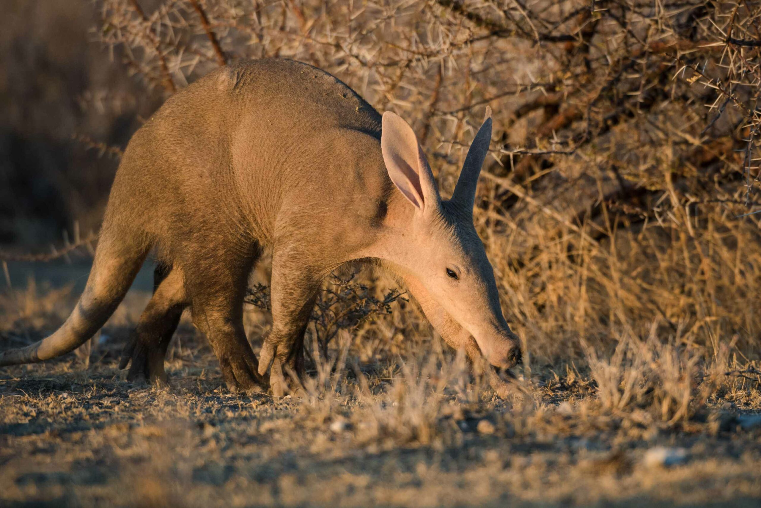 Wildlife
