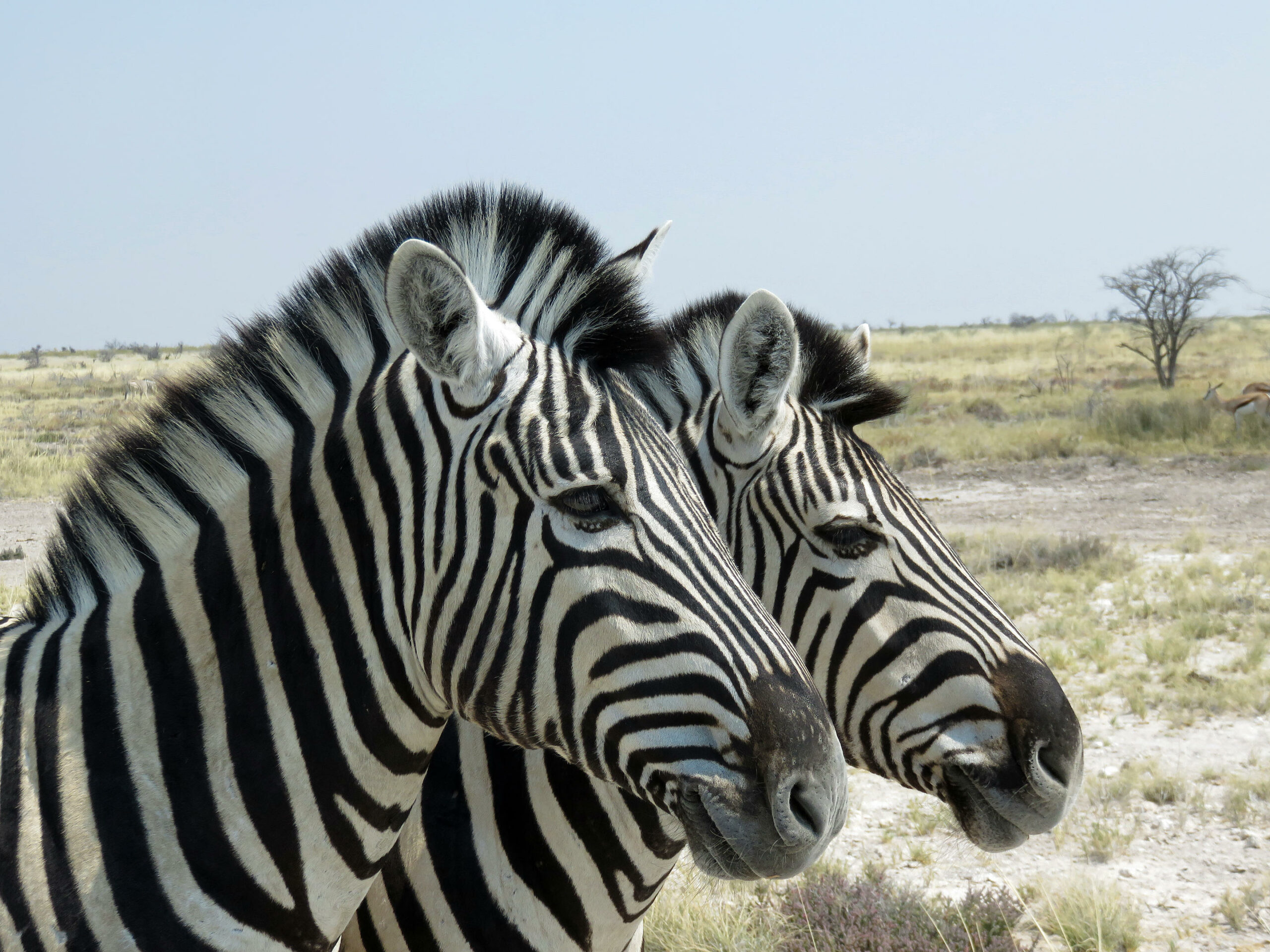 etosha-King-Nehale_5-scaled