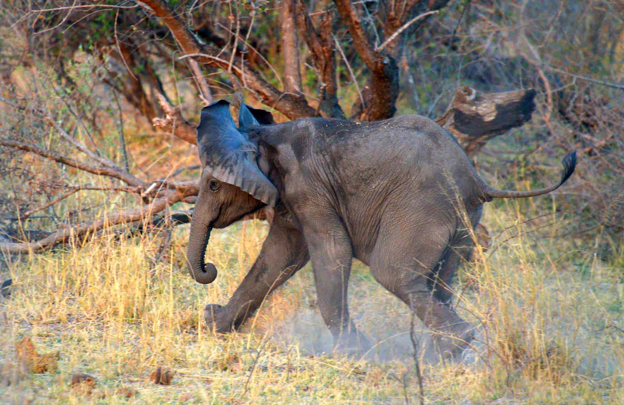 Etosha-Safari-