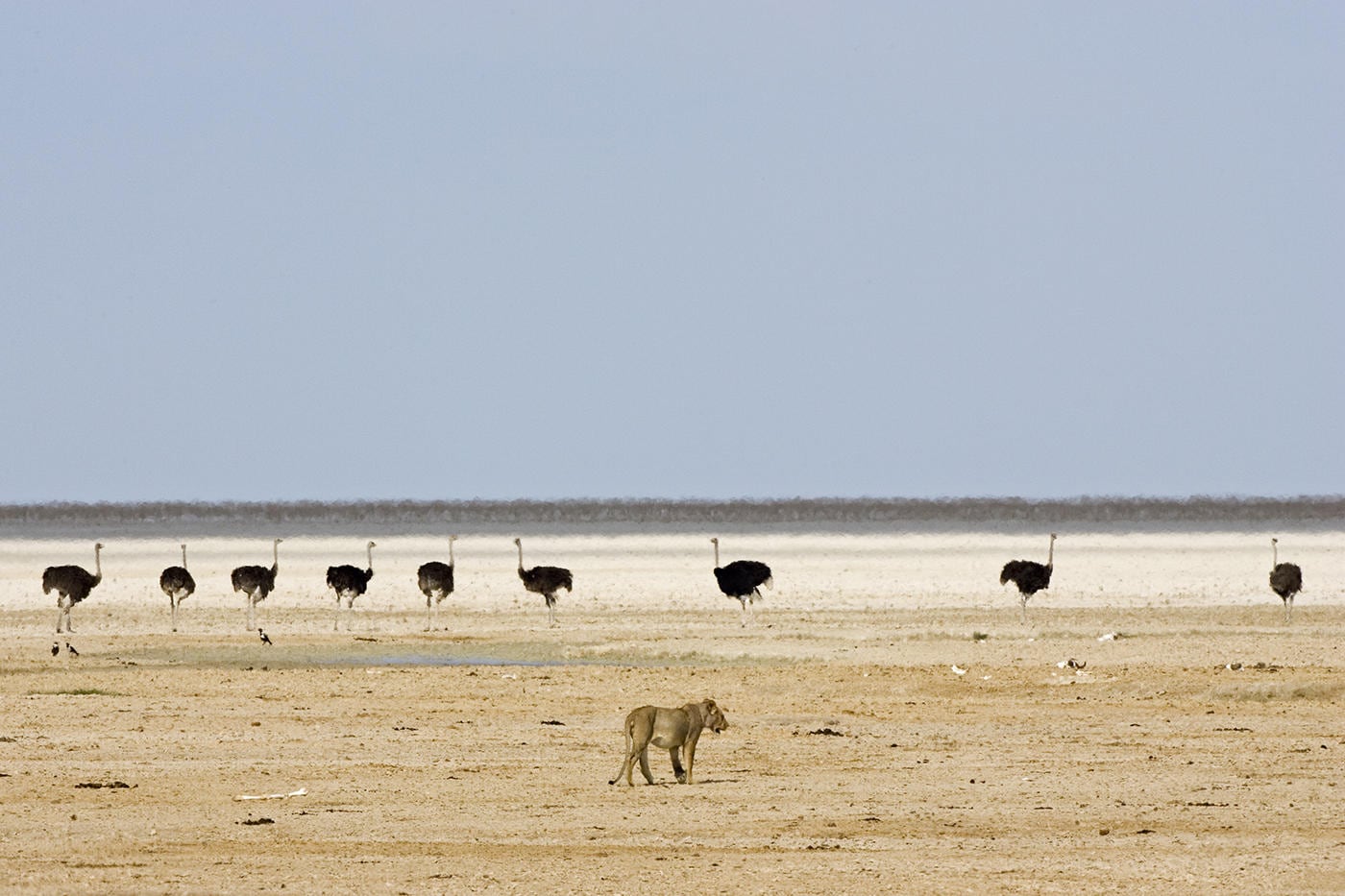 Excursions_into_Etosha_National_Park