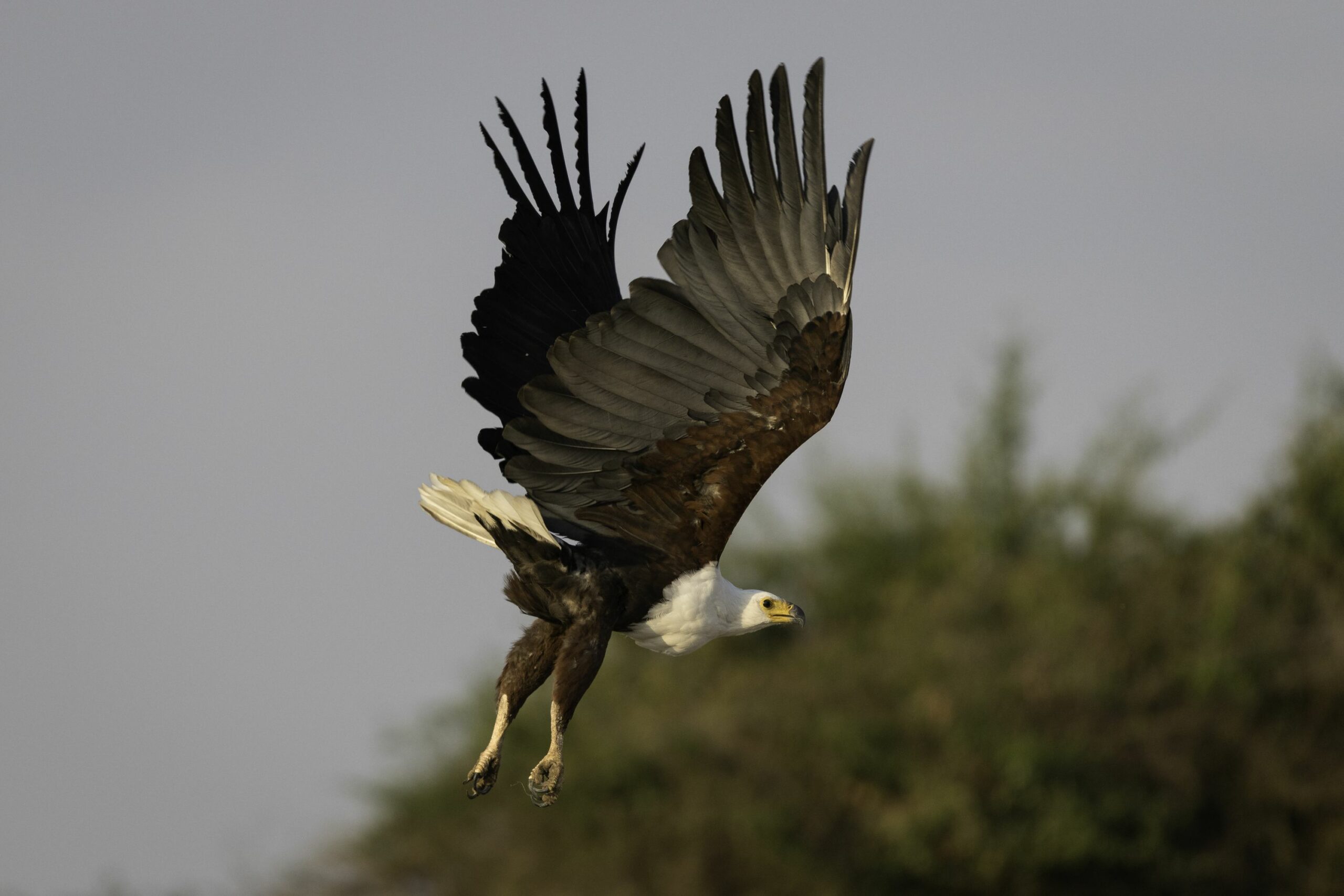 /wp-content/uploads/2022/07/FISH-EAGLE--scaled.jpg