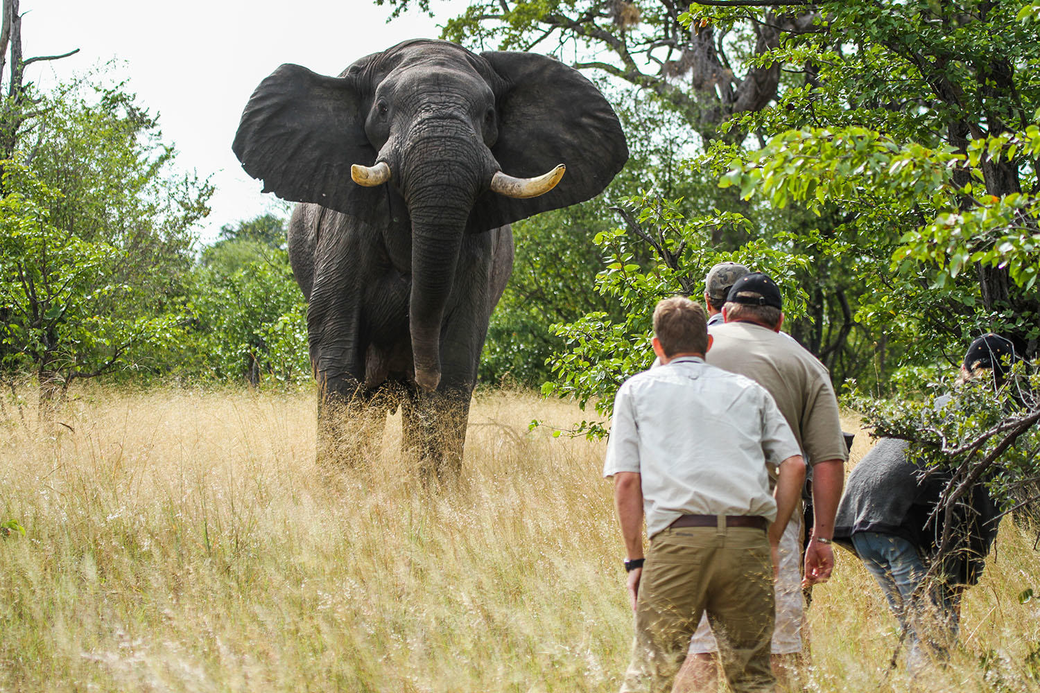 https://www.trackssafaris.co.uk/wp-content/uploads/2022/07/Game-Walks.jpg